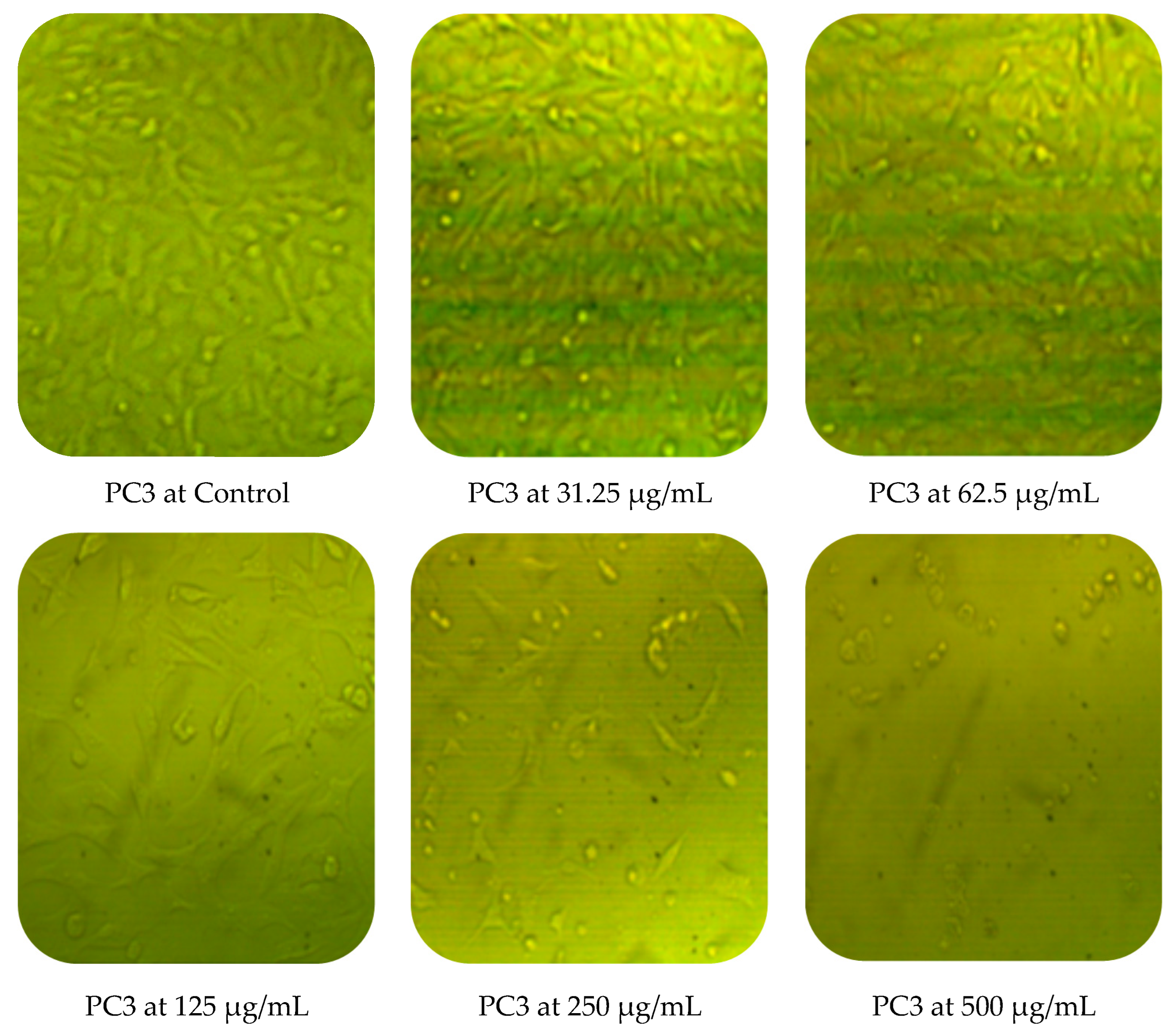 Molecules 27 04824 g010a