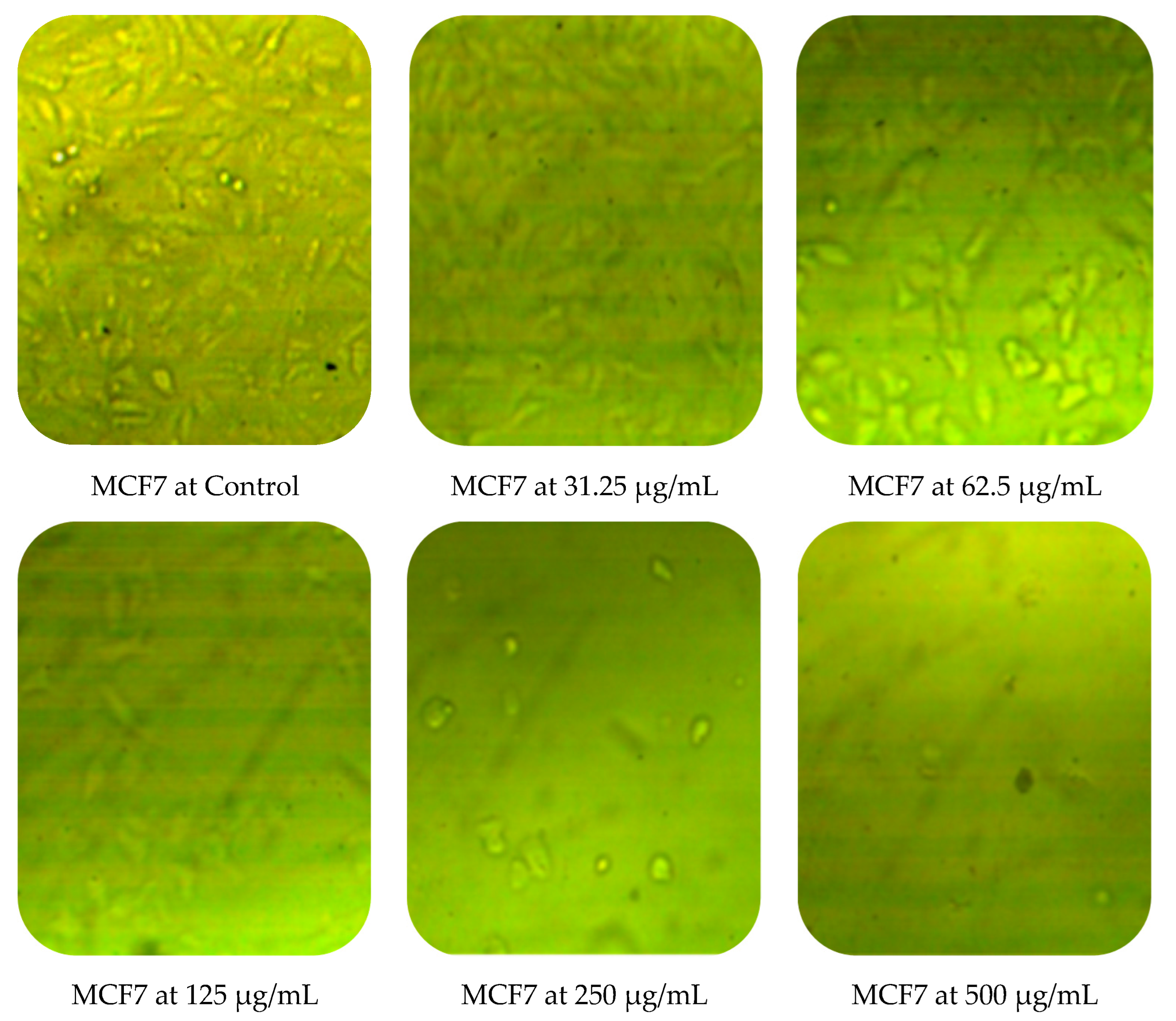 Molecules 27 04824 g010b