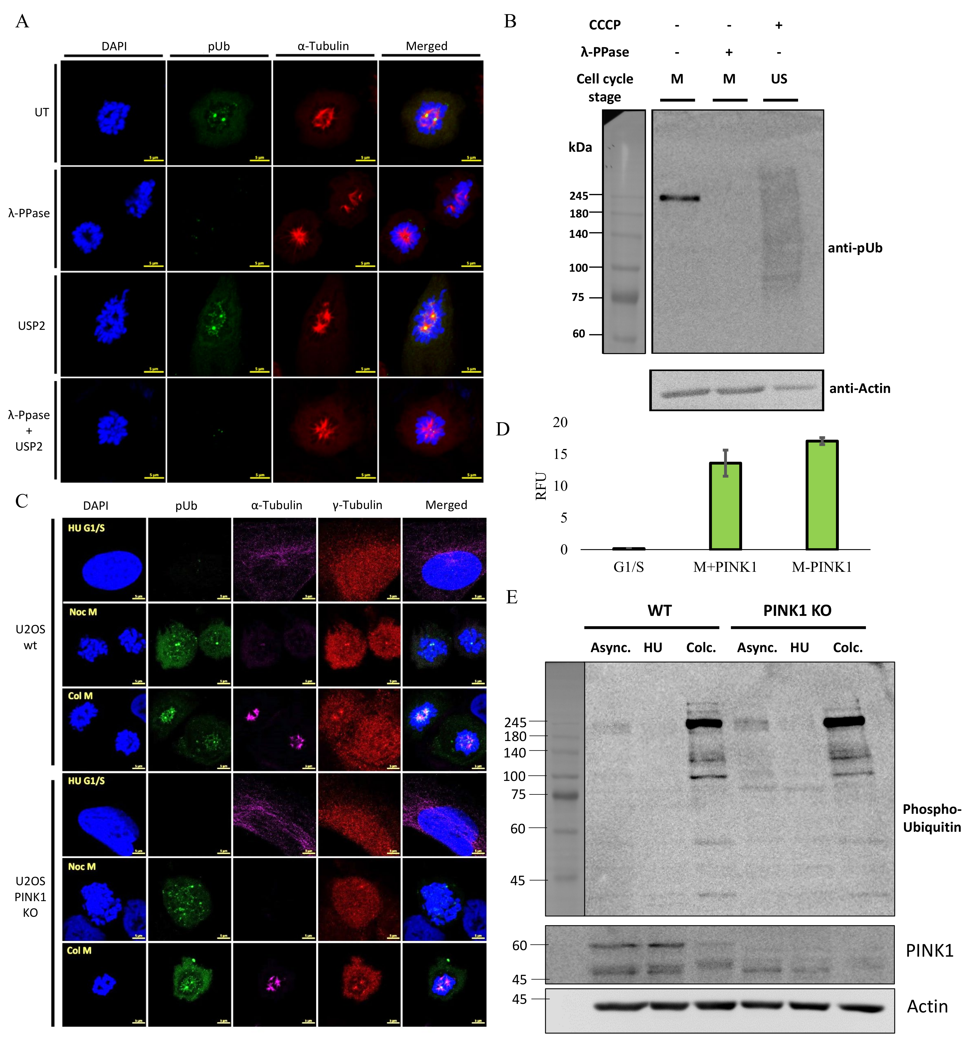 Molecules 27 04867 g002 Molecules 27 04867 g002