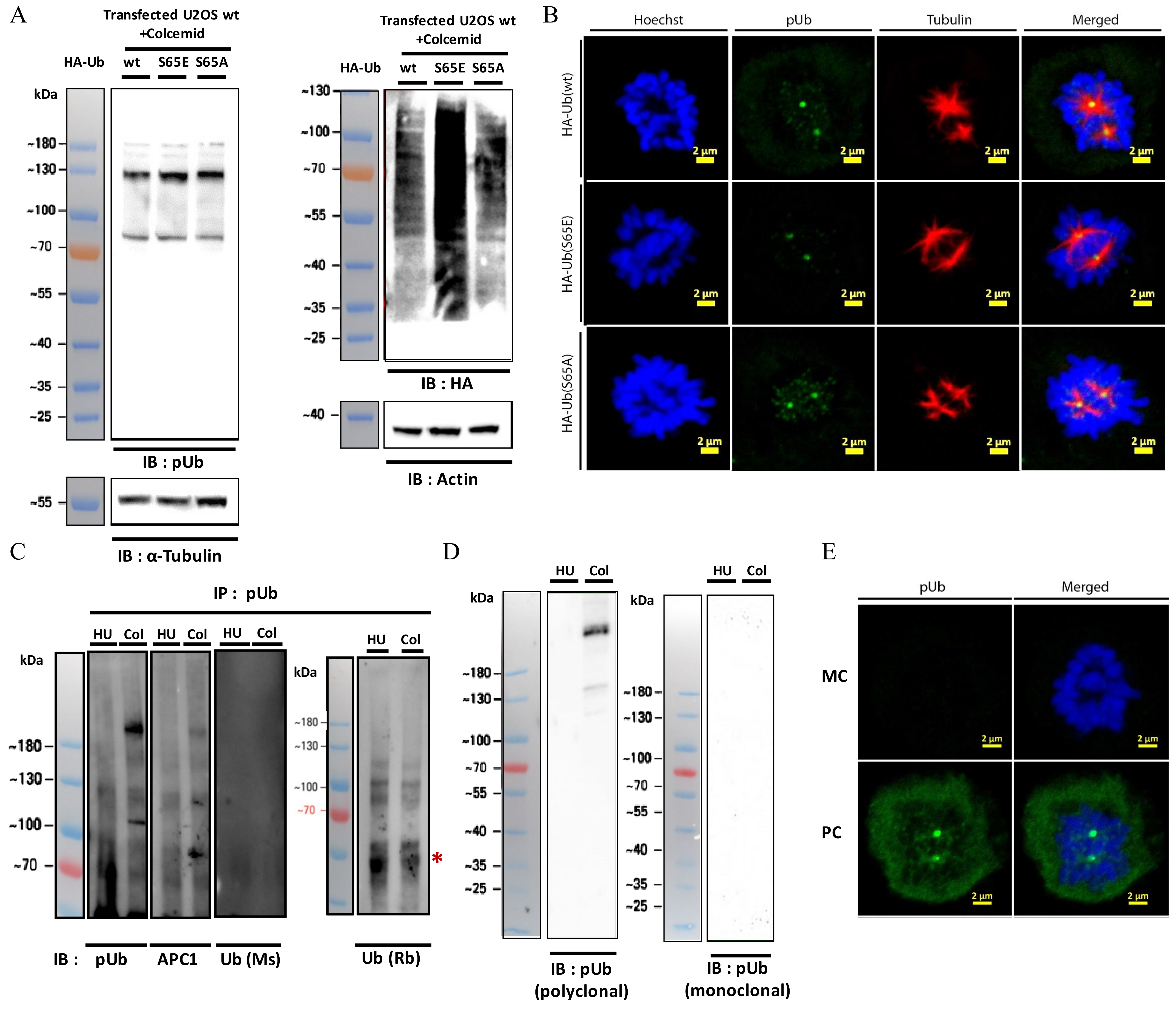 Molecules 27 04867 g005 Molecules 27 04867 g005
