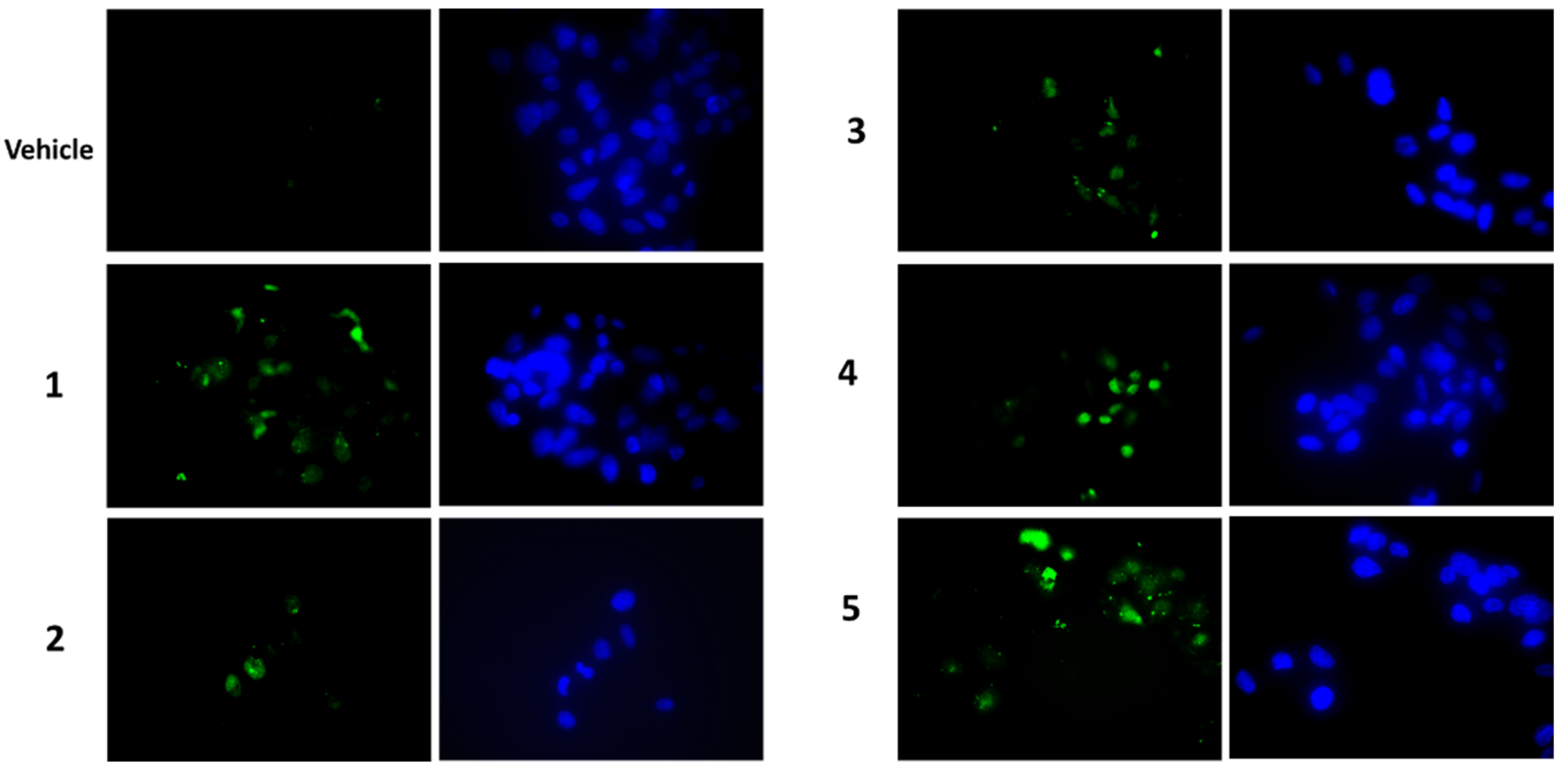 Molecules 27 04874 g007
