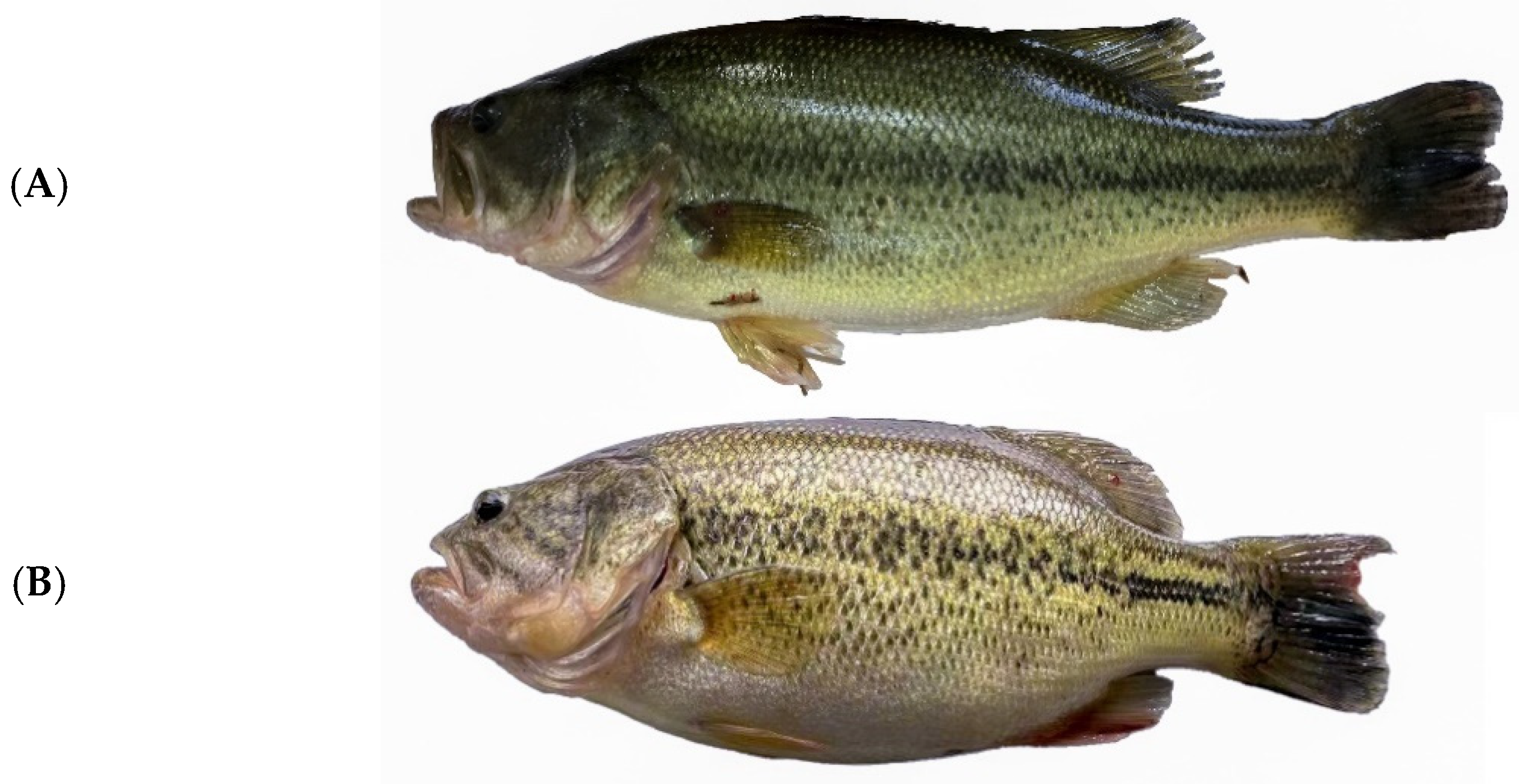 Molecules 27 04927 g001