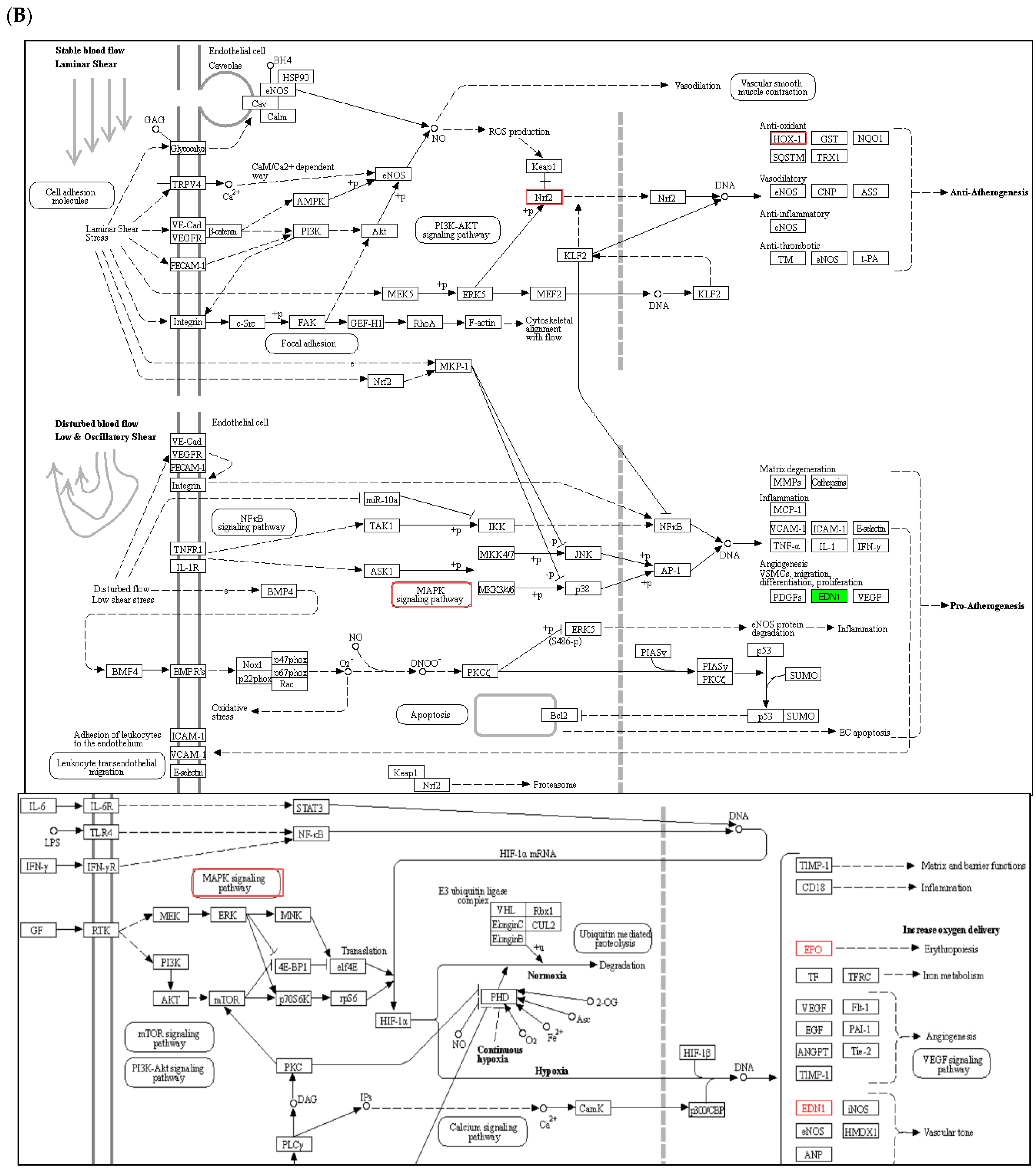 Molecules 27 04952 g004b