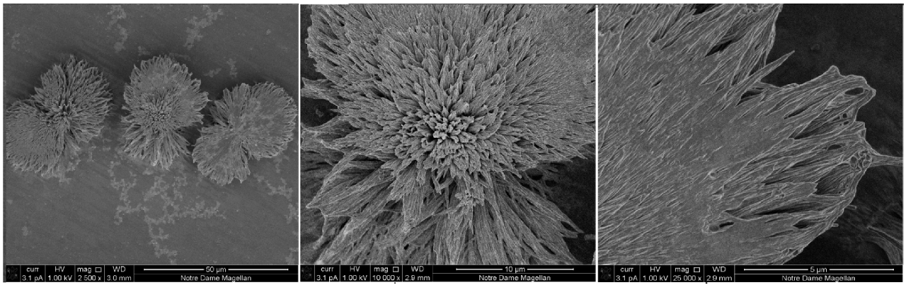 Molecules 27 04965 g002