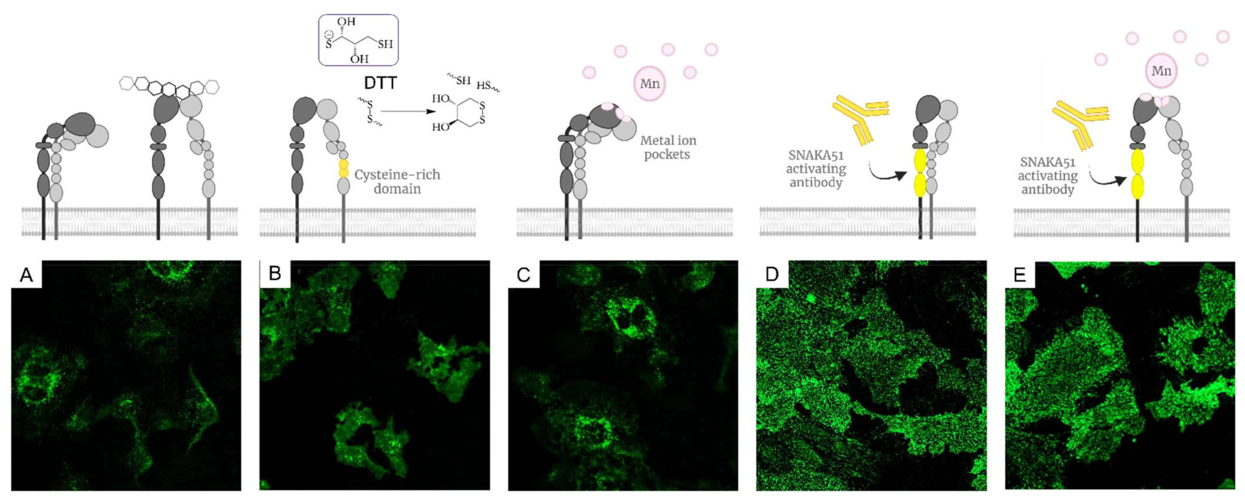 Molecules 27 04968 g001