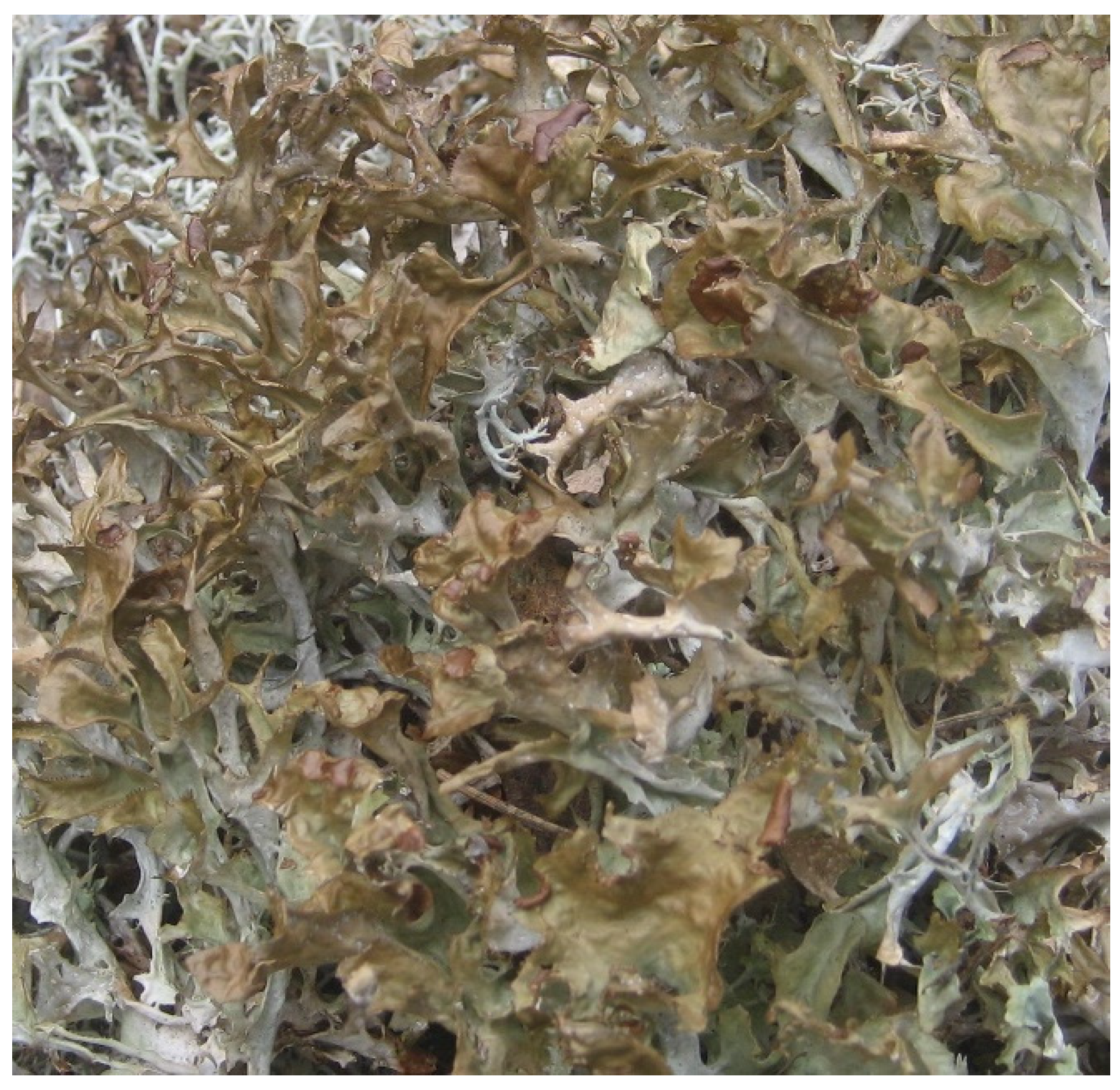 Molecules 27 04990 g001