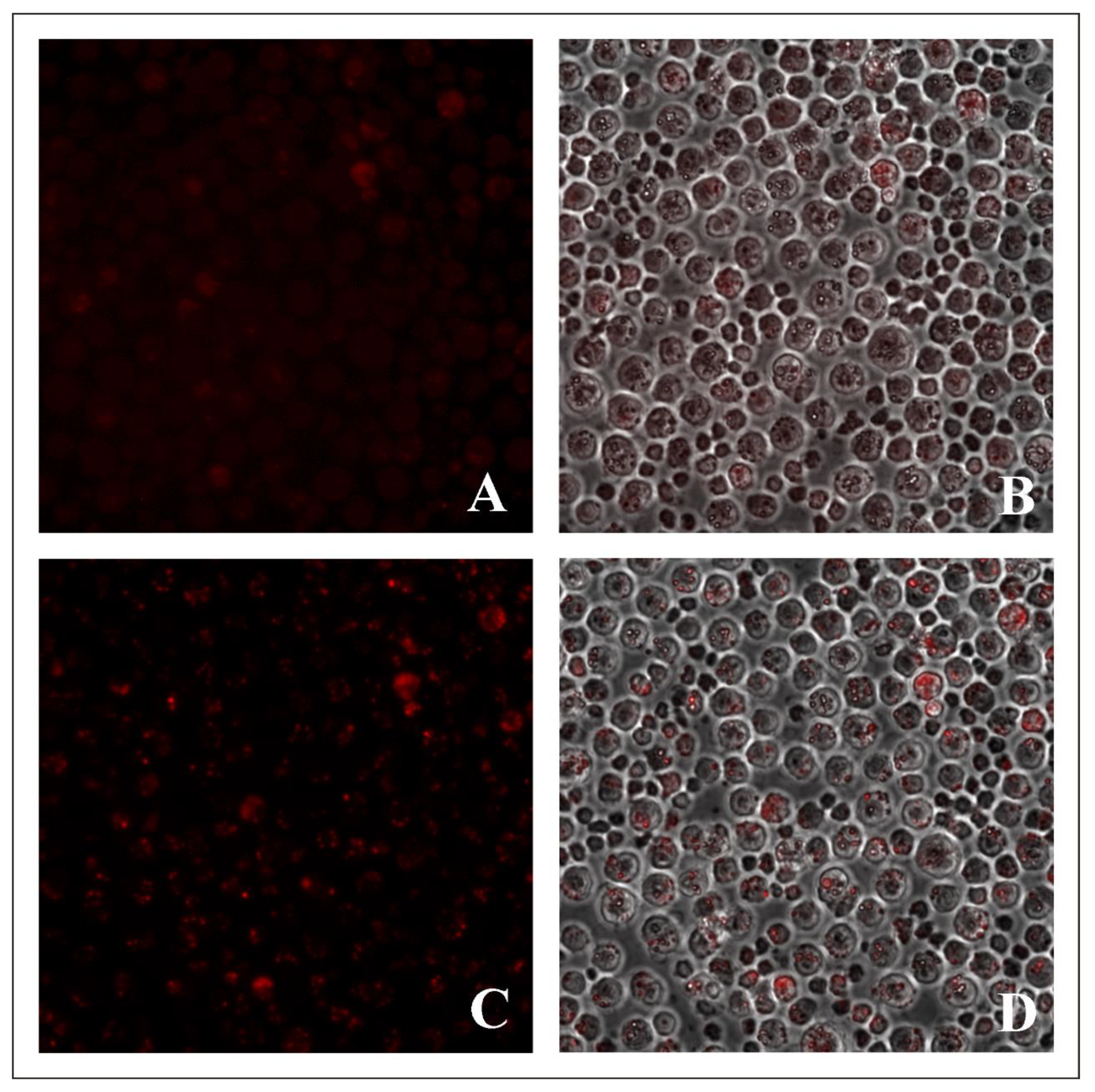 Molecules 27 05018 g005