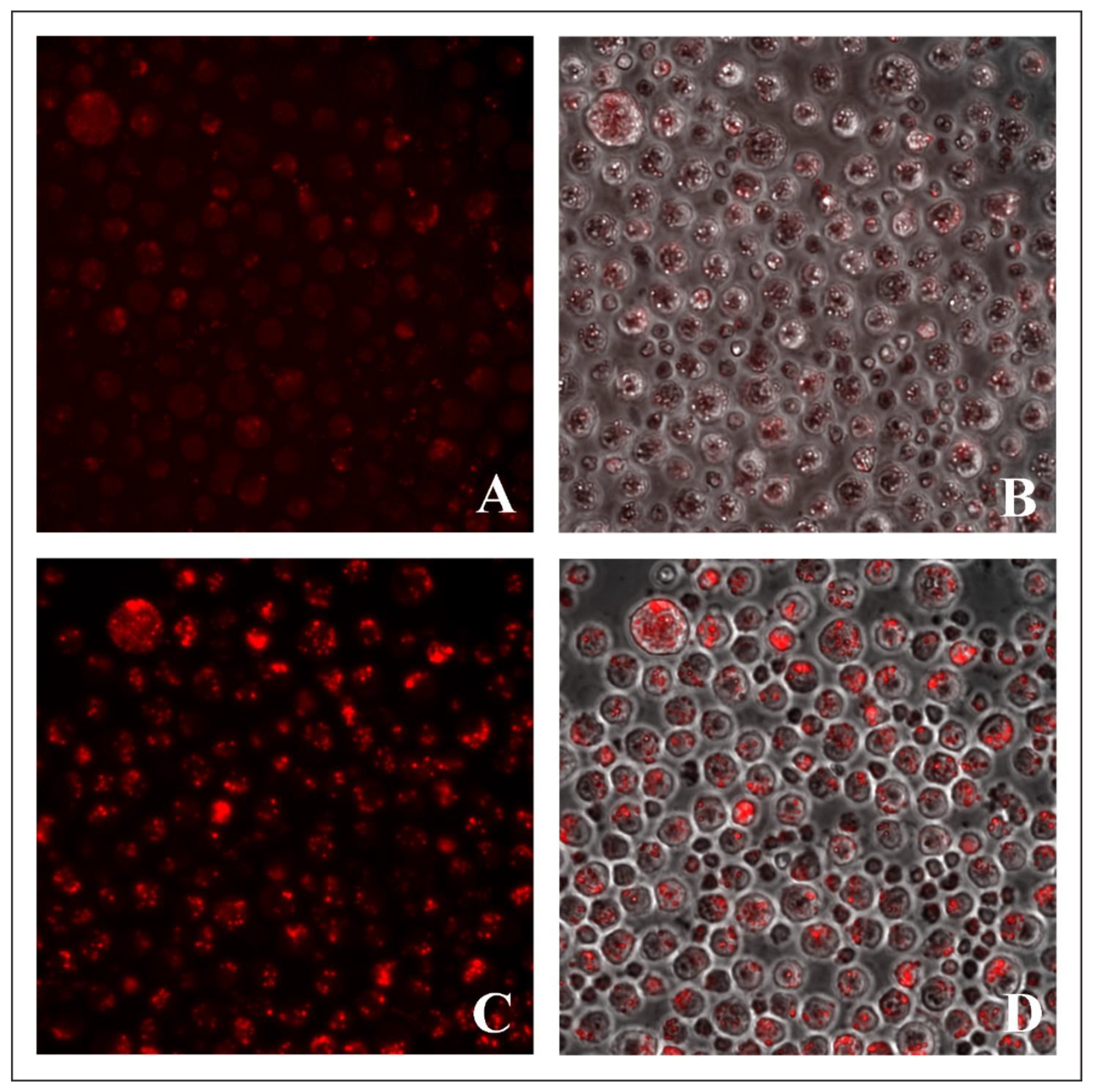 Molecules 27 05018 g006