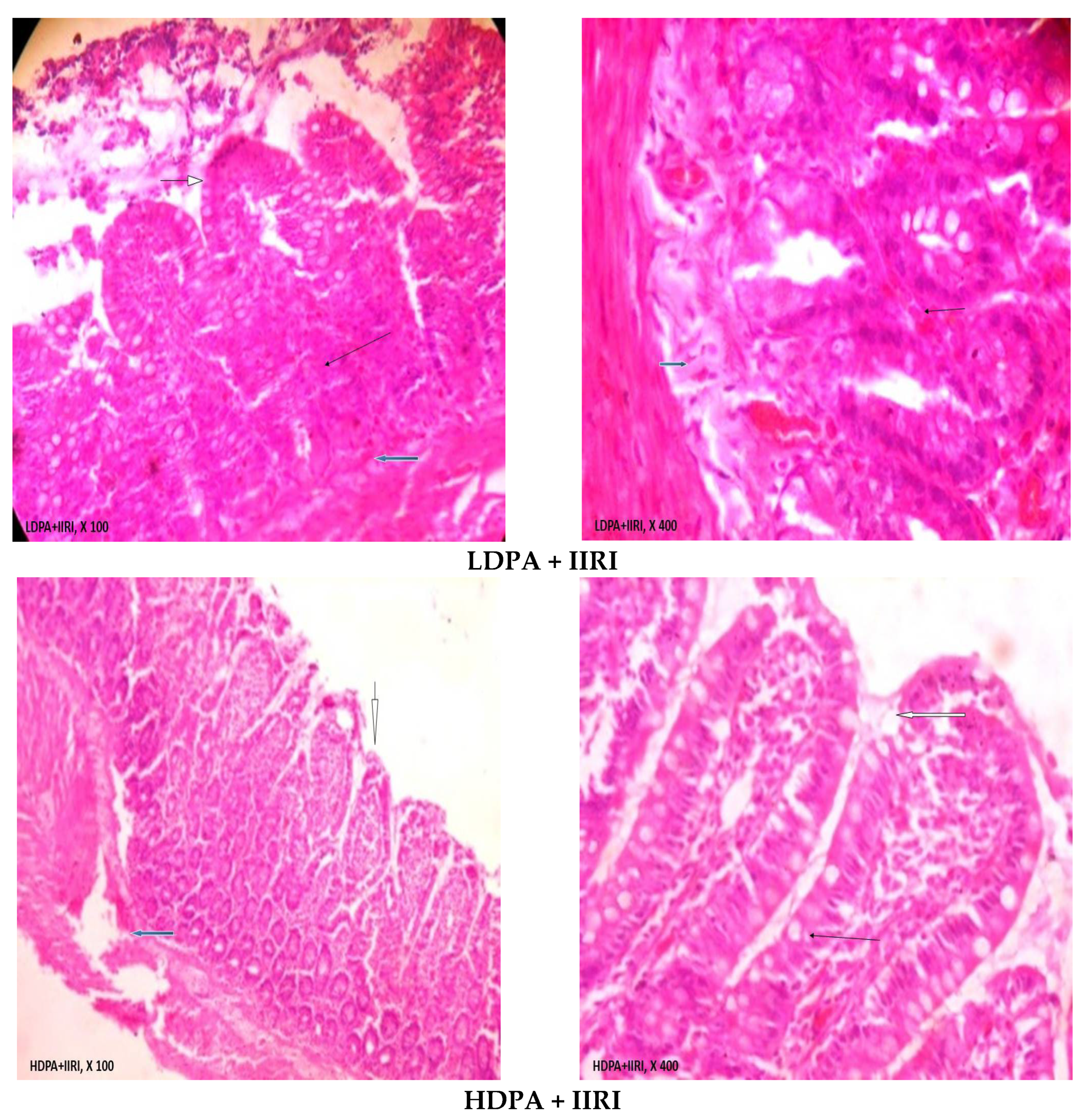 Molecules 27 05073 g005b