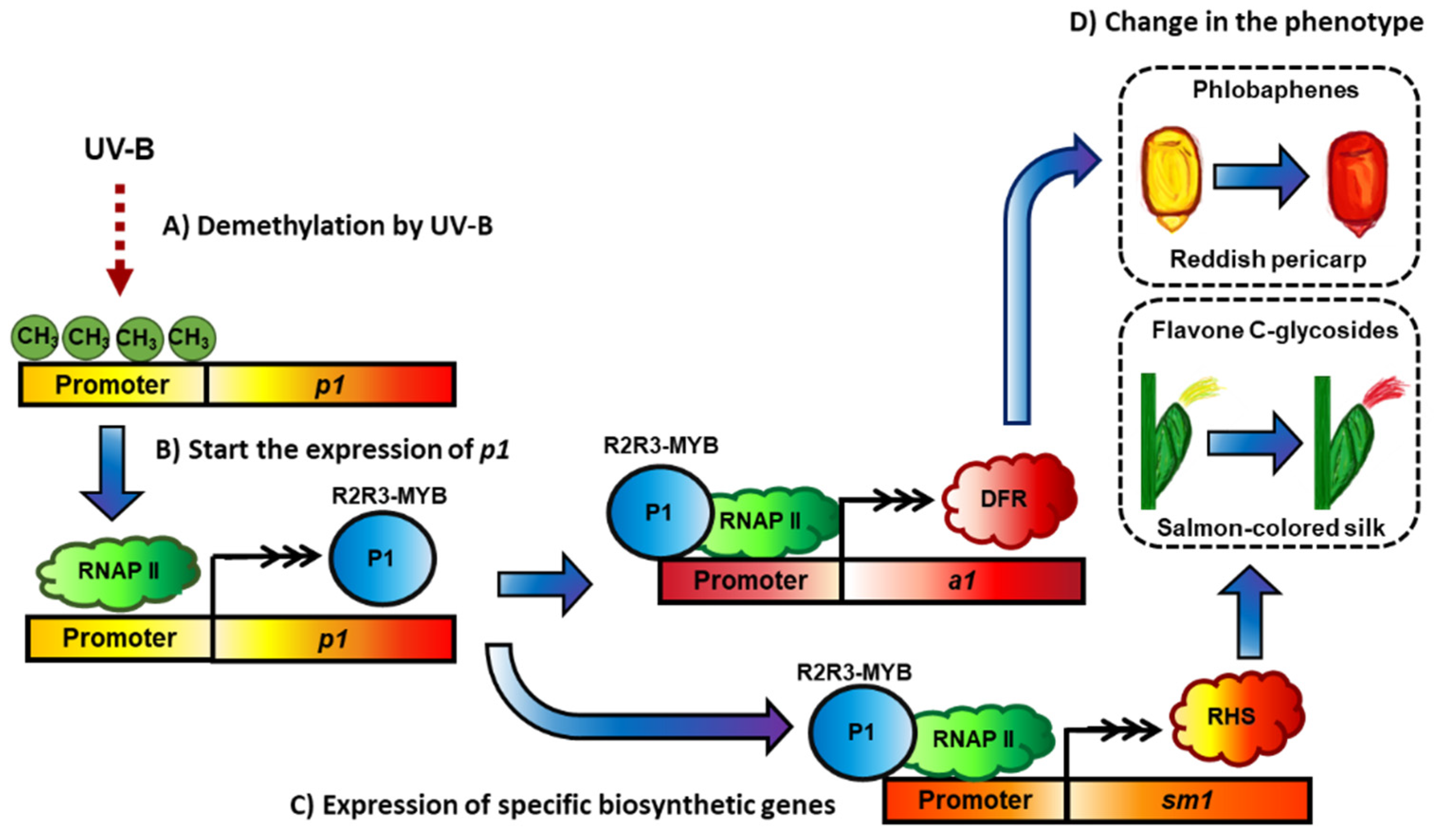 Molecules 27 05166 g007