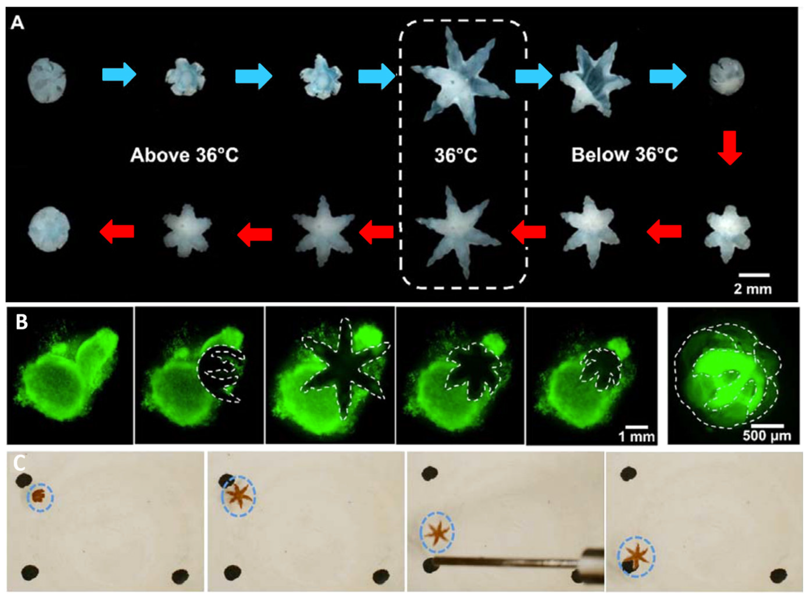 Molecules 27 05196 g010