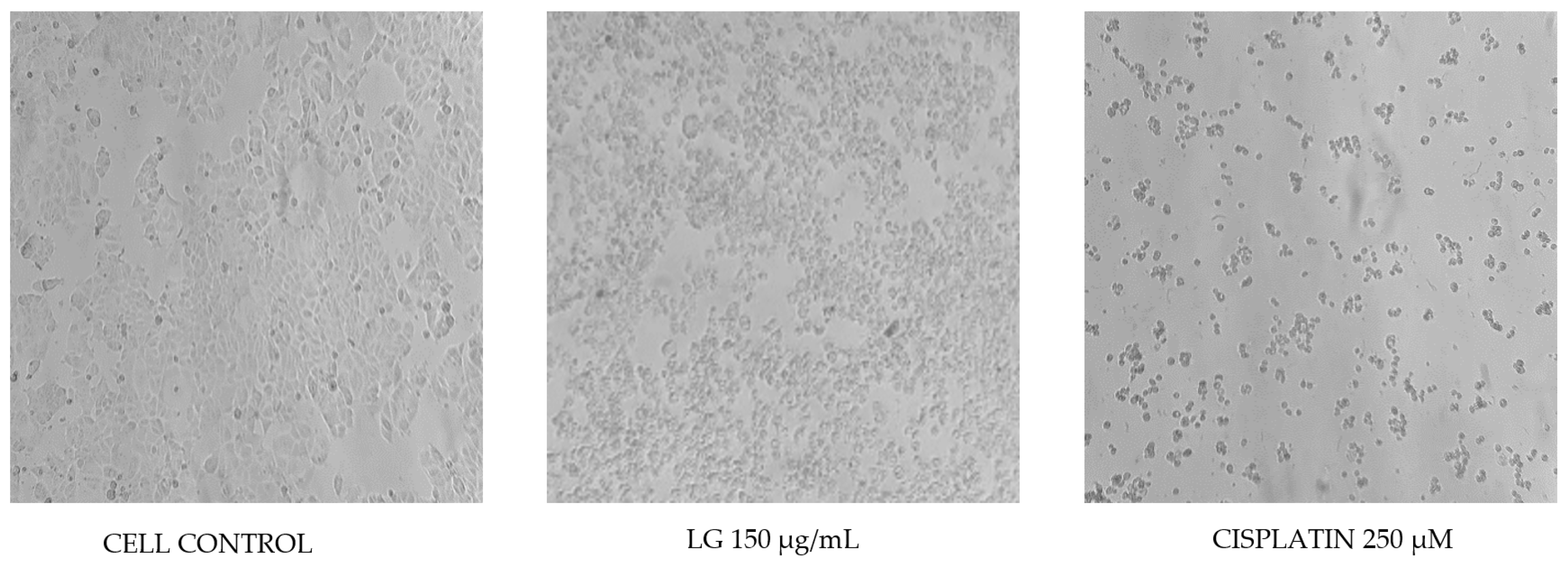 Molecules 27 05240 g006