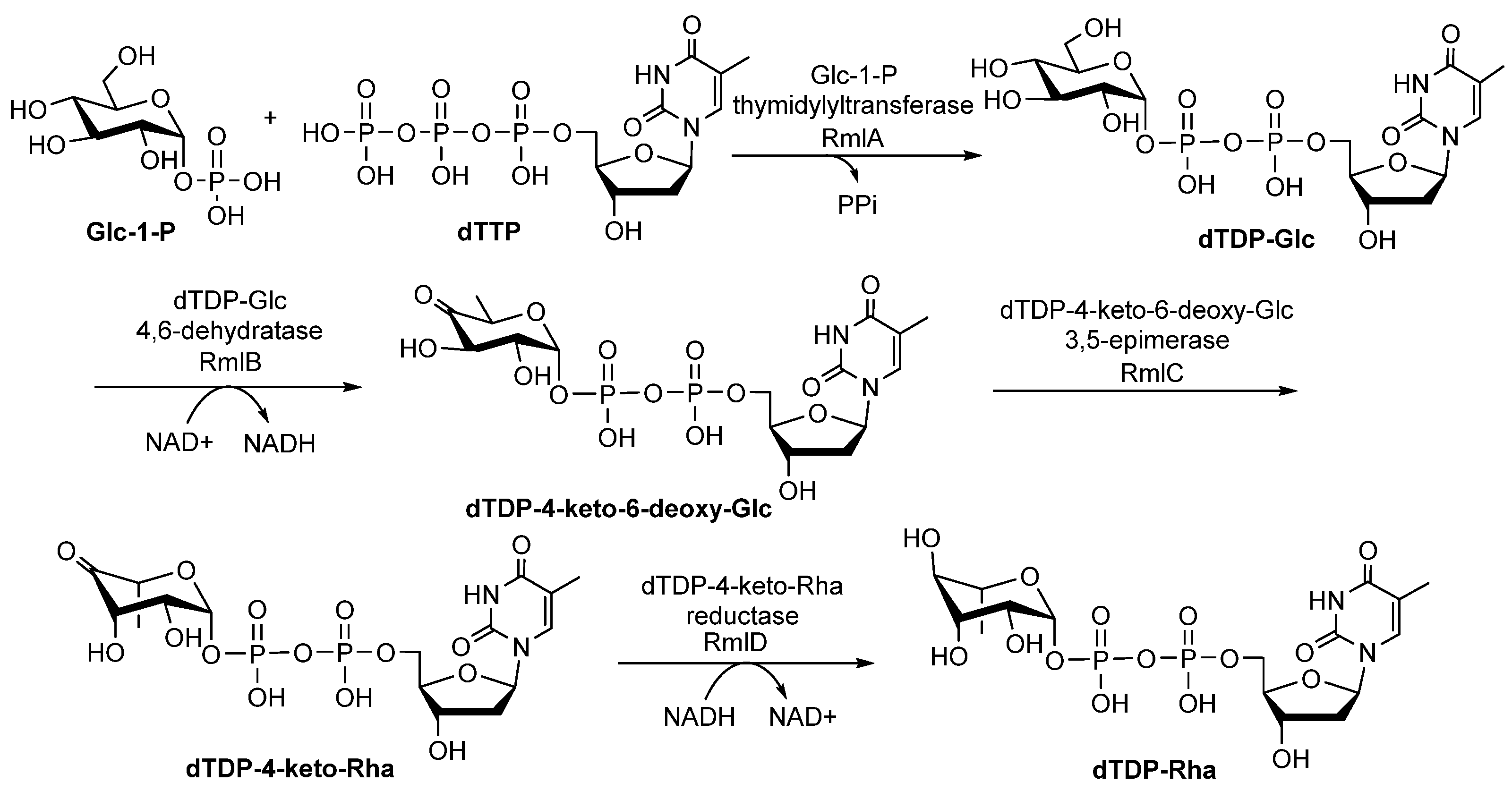 Rhamnose-Containing Compounds: Biosynthesis and Applications | MDPI