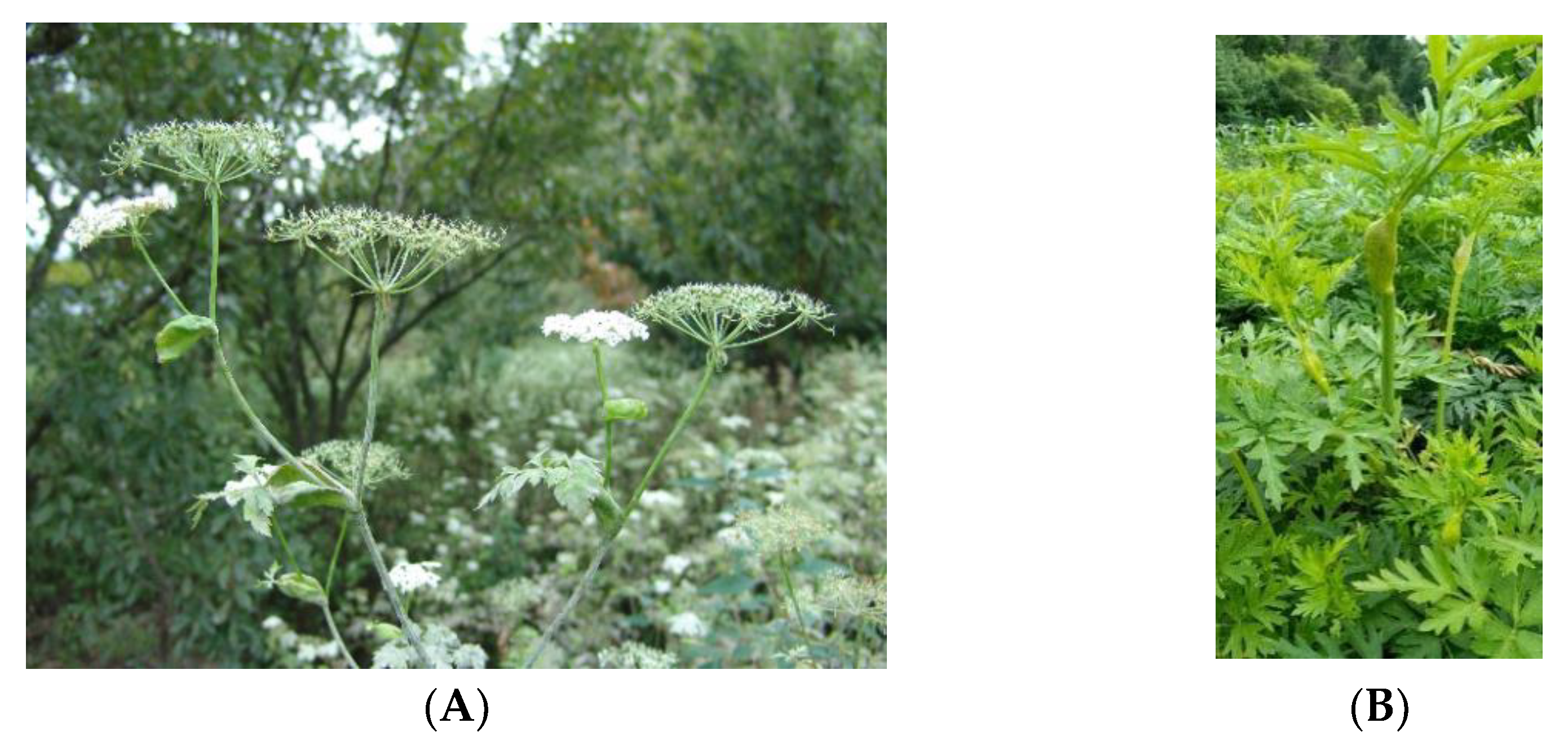 Molecules 27 05325 g001