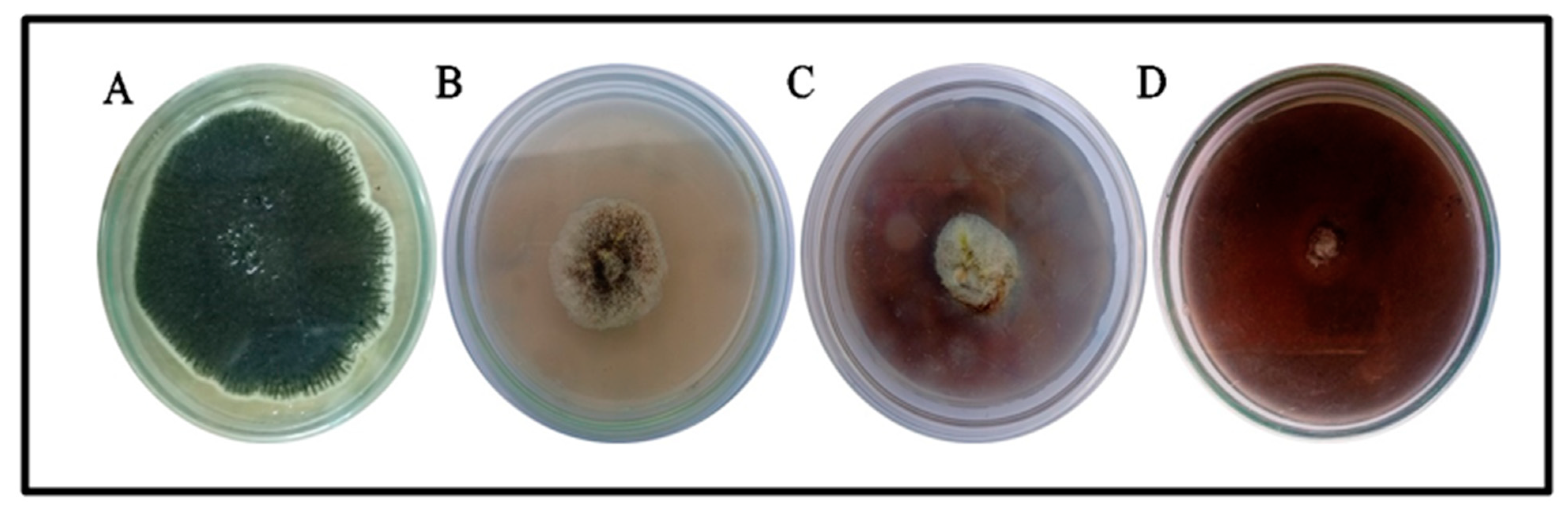 Molecules 27 05333 g012