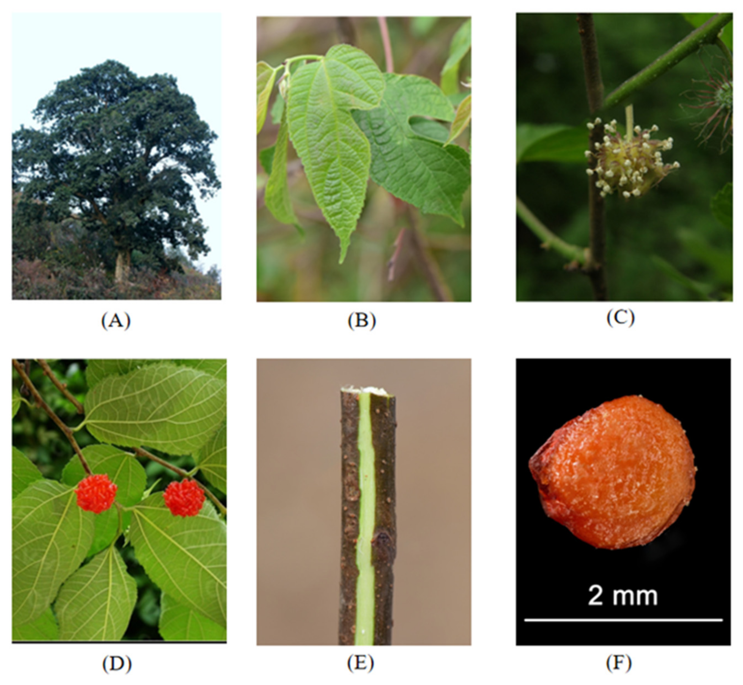 Molecules 27 05344 g001