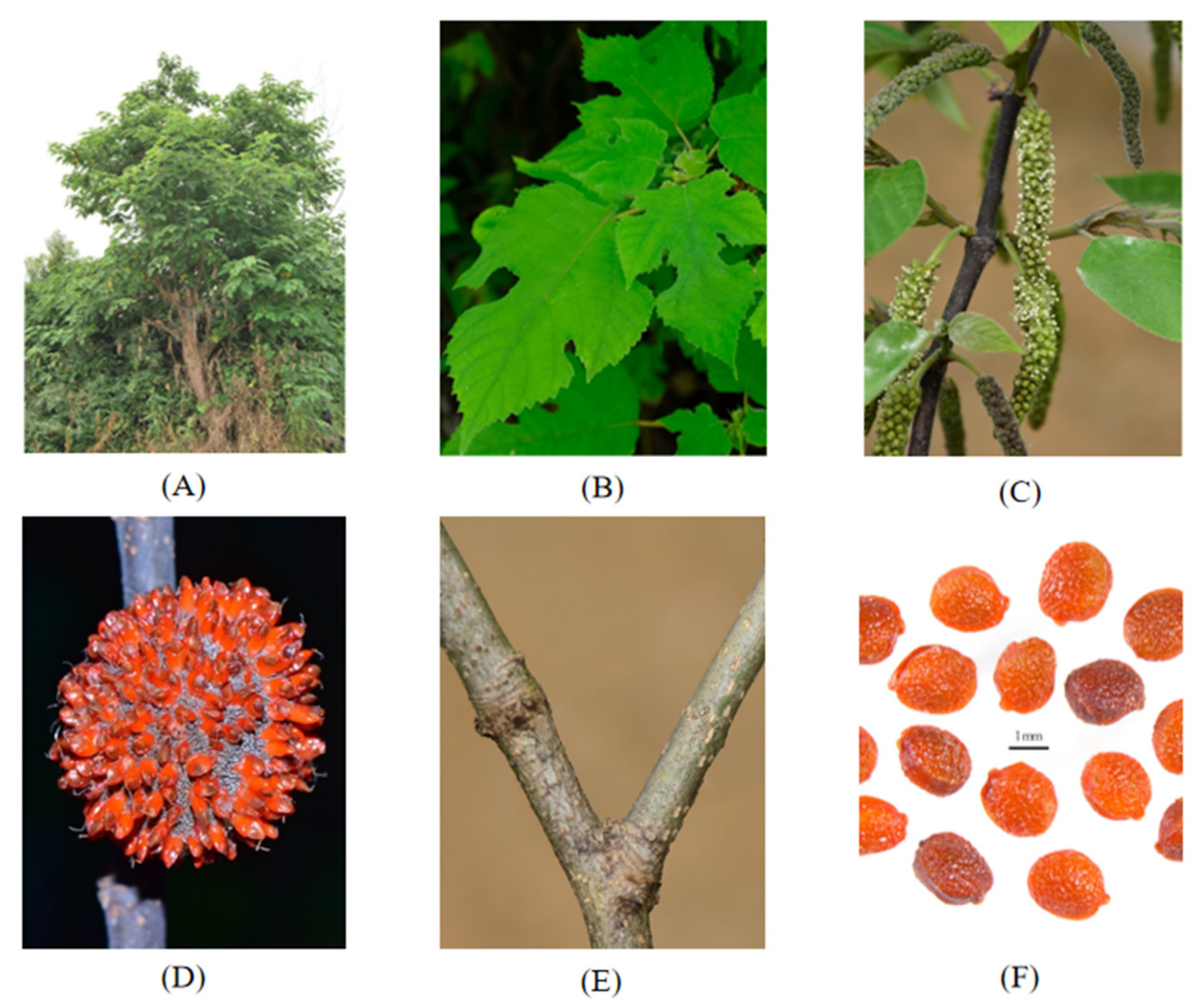 Molecules 27 05344 g002