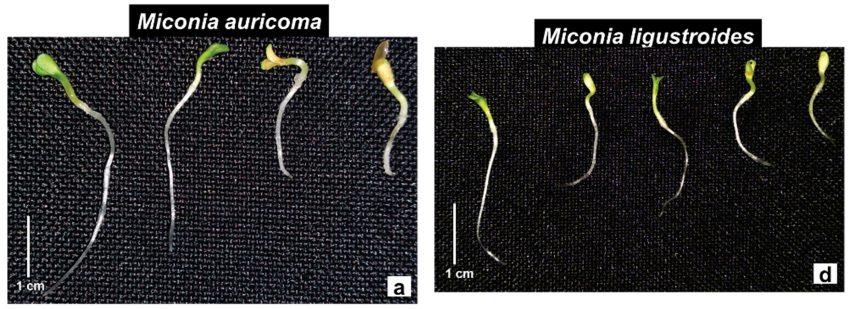 Molecules 27 05356 g004a
