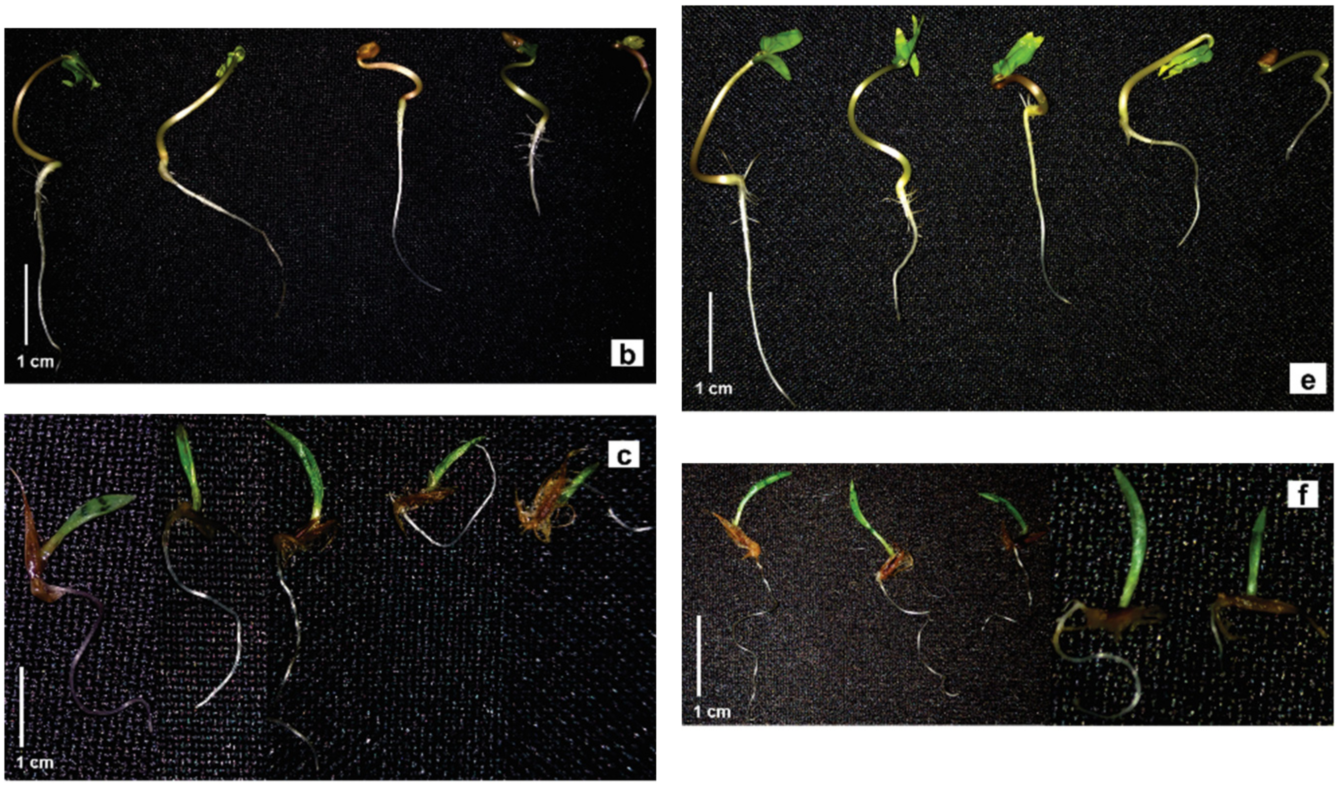 Molecules 27 05356 g004b
