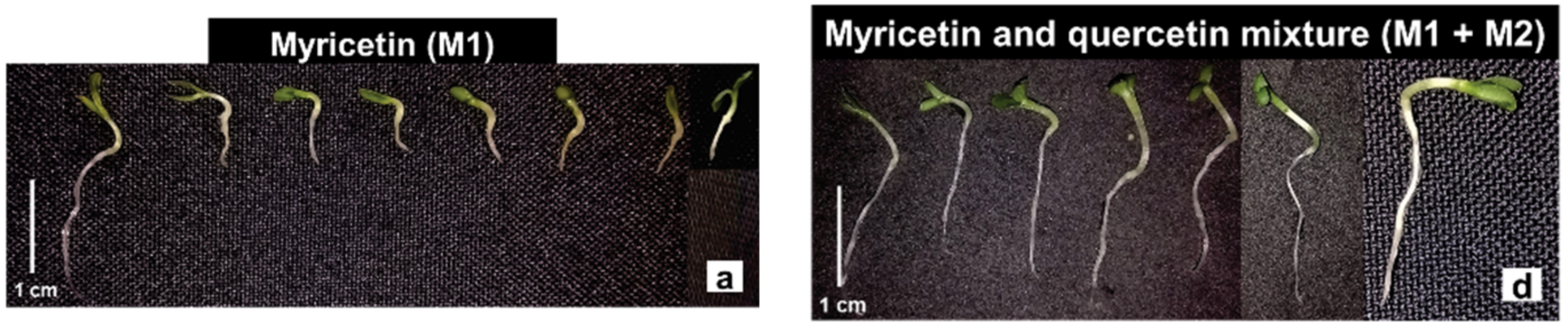 Molecules 27 05356 g006a