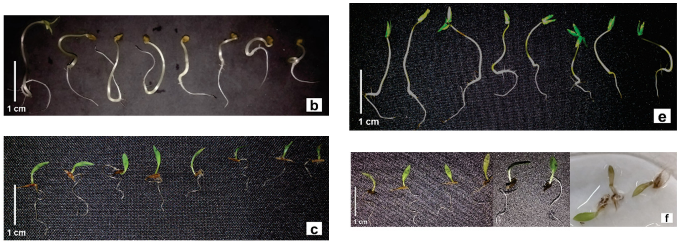 Molecules 27 05356 g006b
