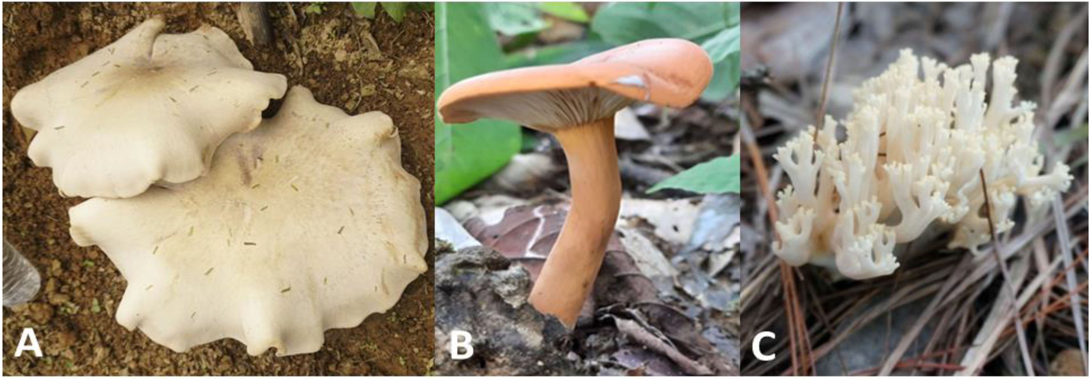 Molecules 27 05423 g001