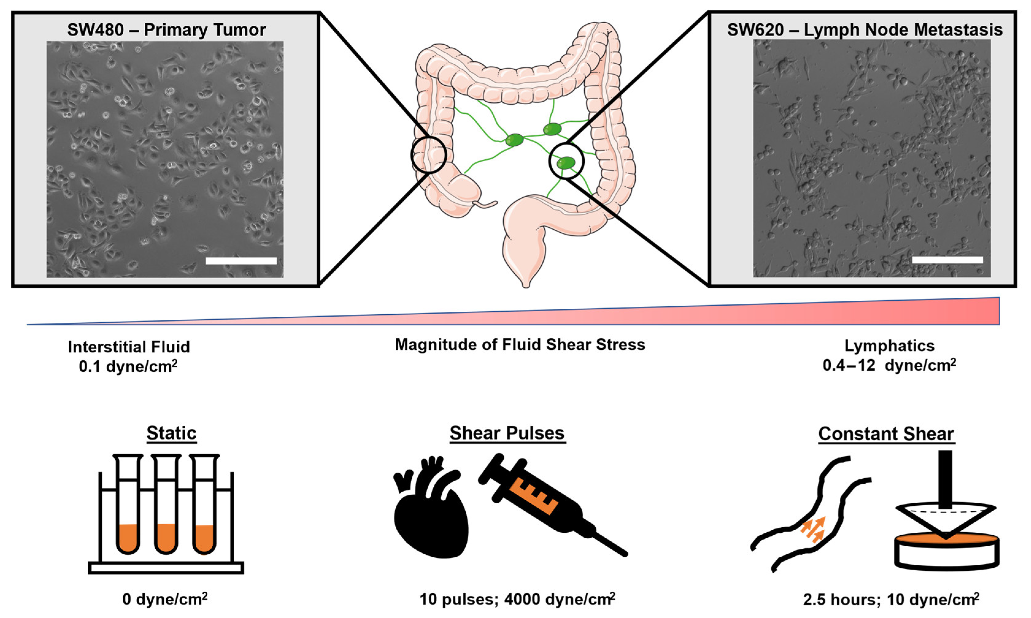 Molecules 27 05430 g001
