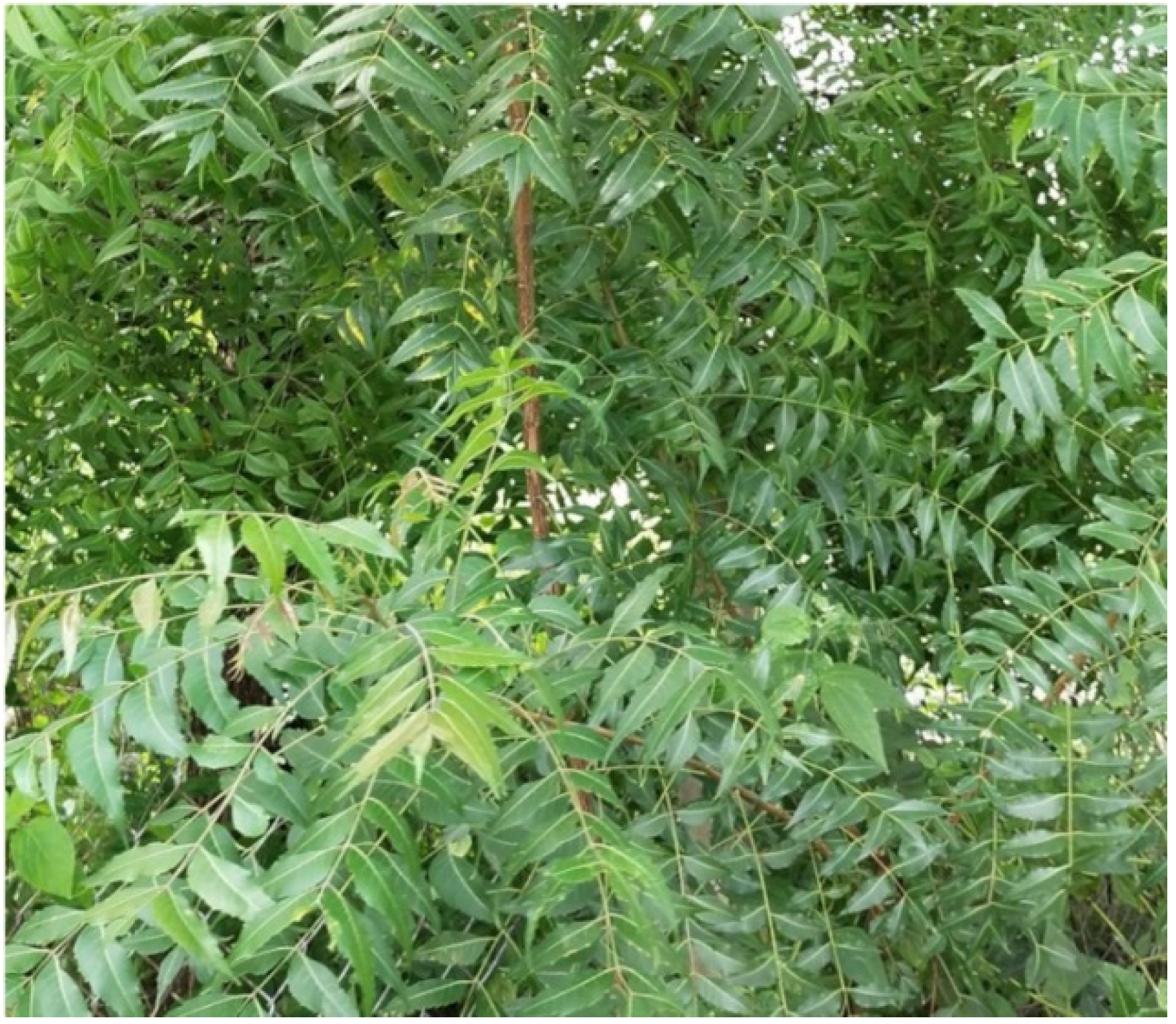 Molecules 27 05475 g004