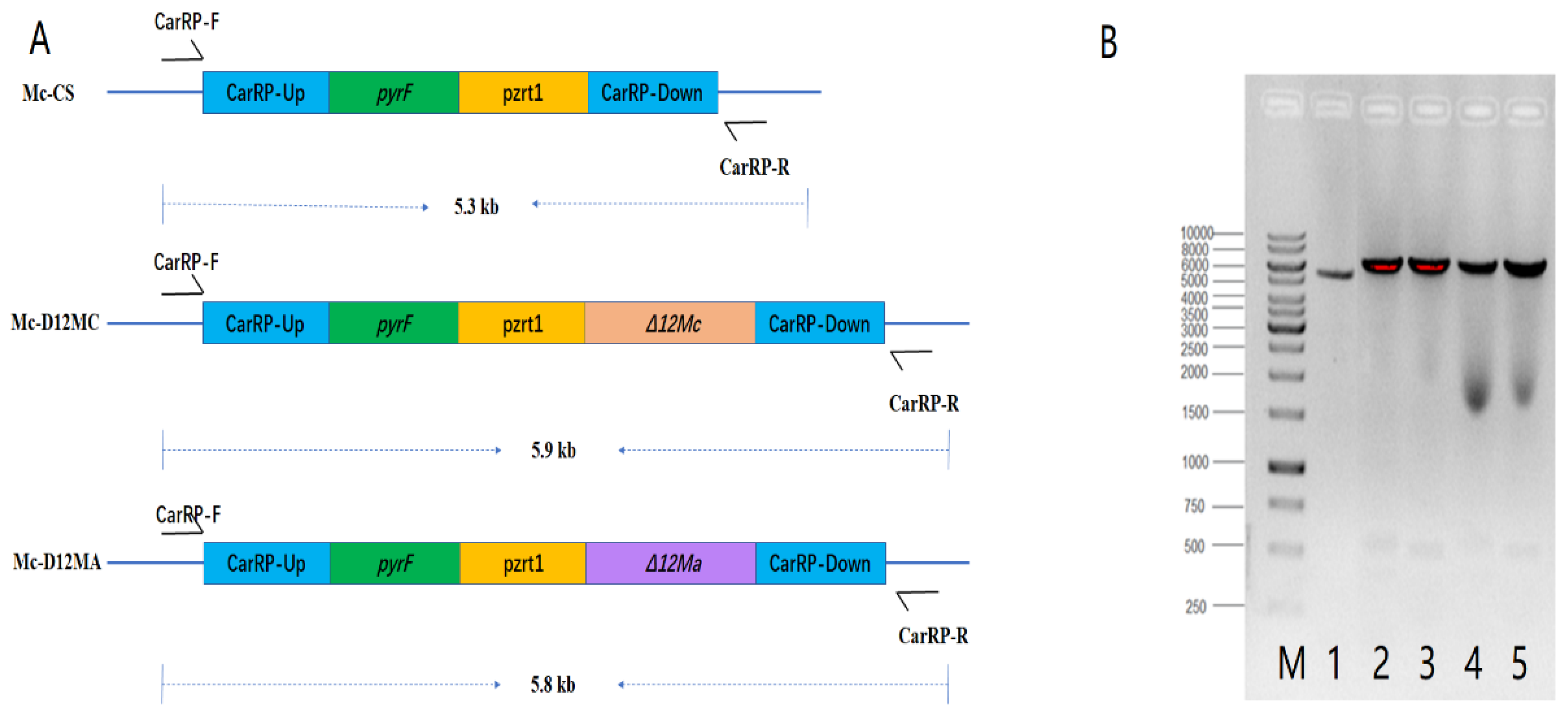 Molecules 27 05511 g001