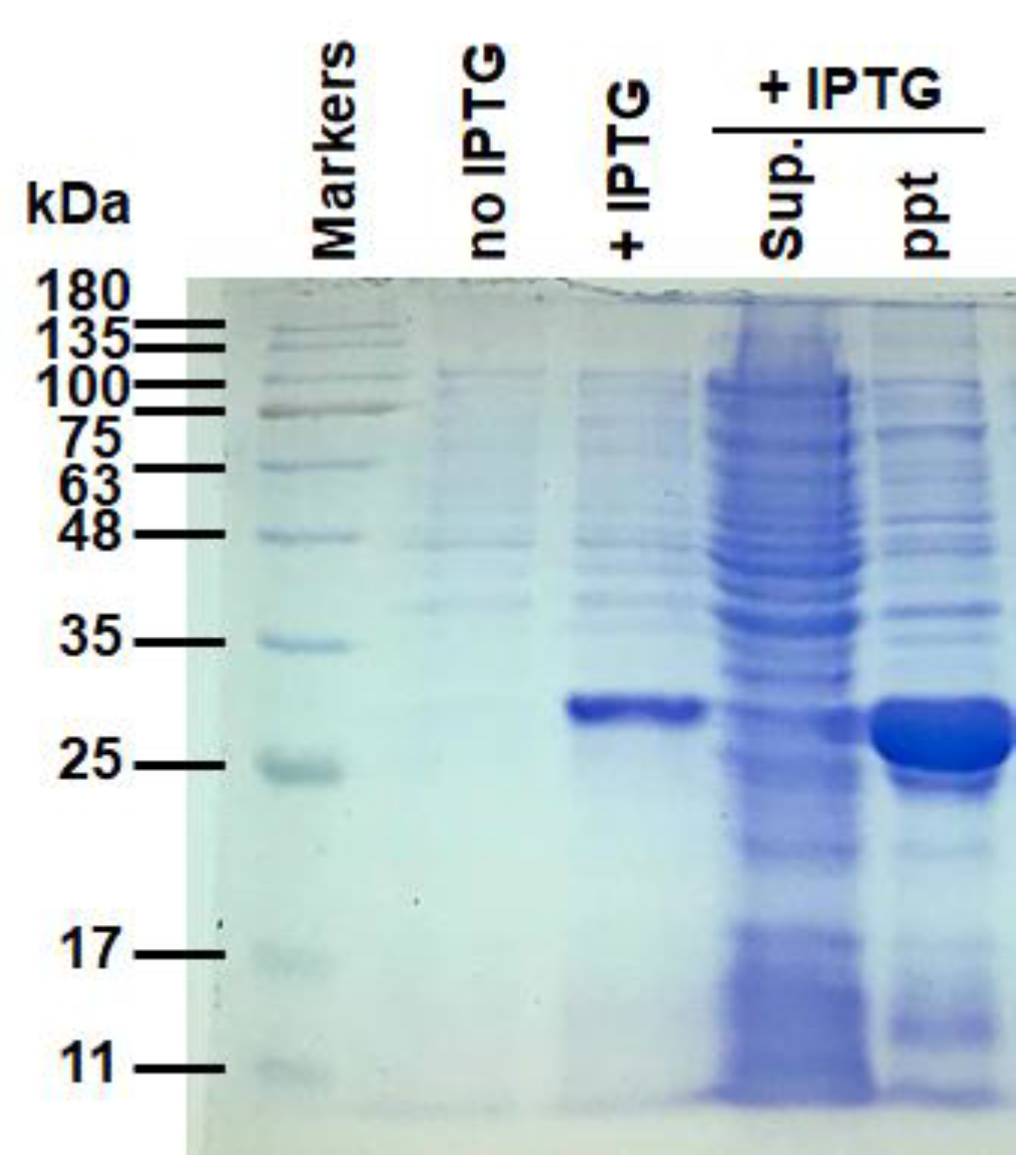 Molecules 27 05679 g007