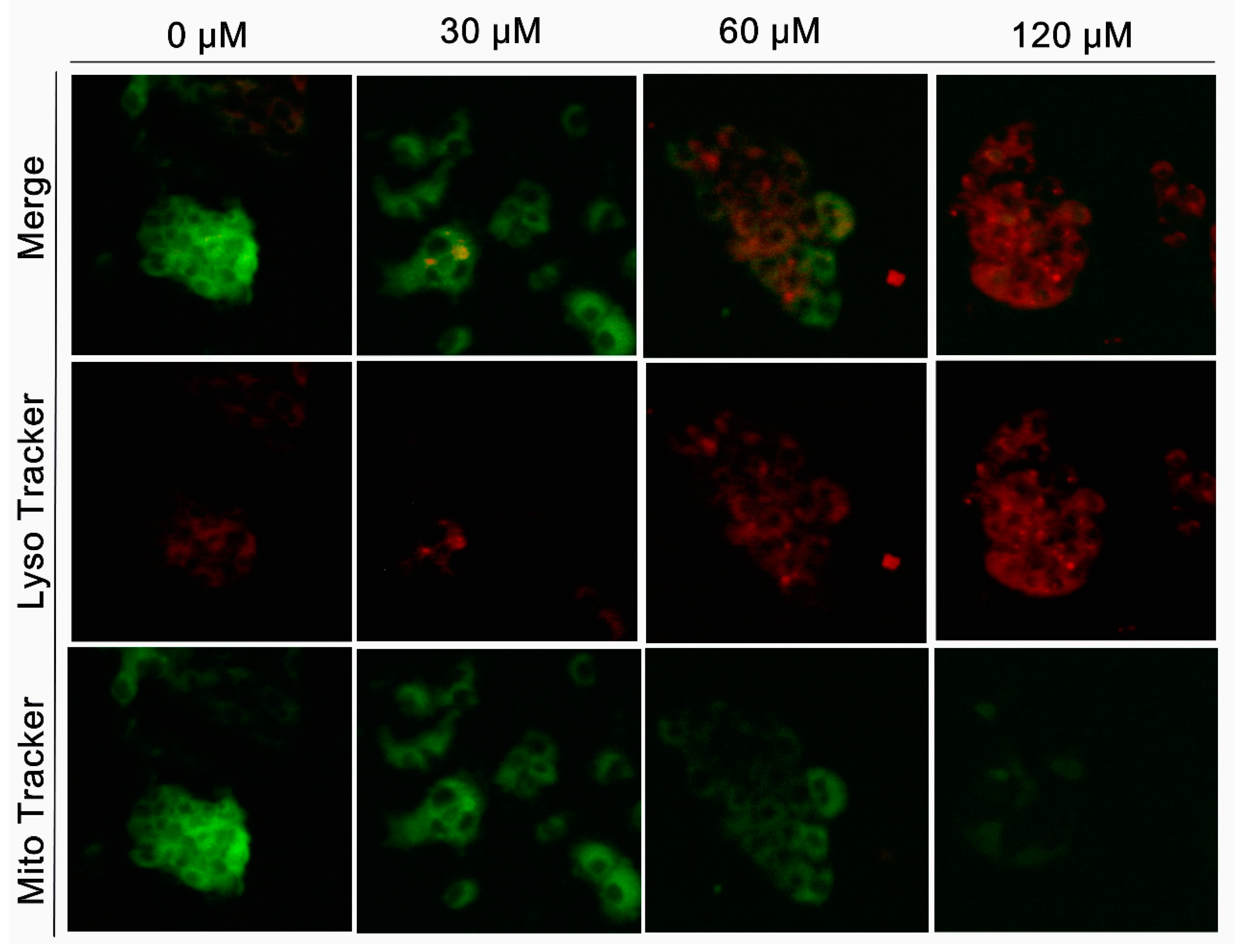 Molecules 27 05722 g007