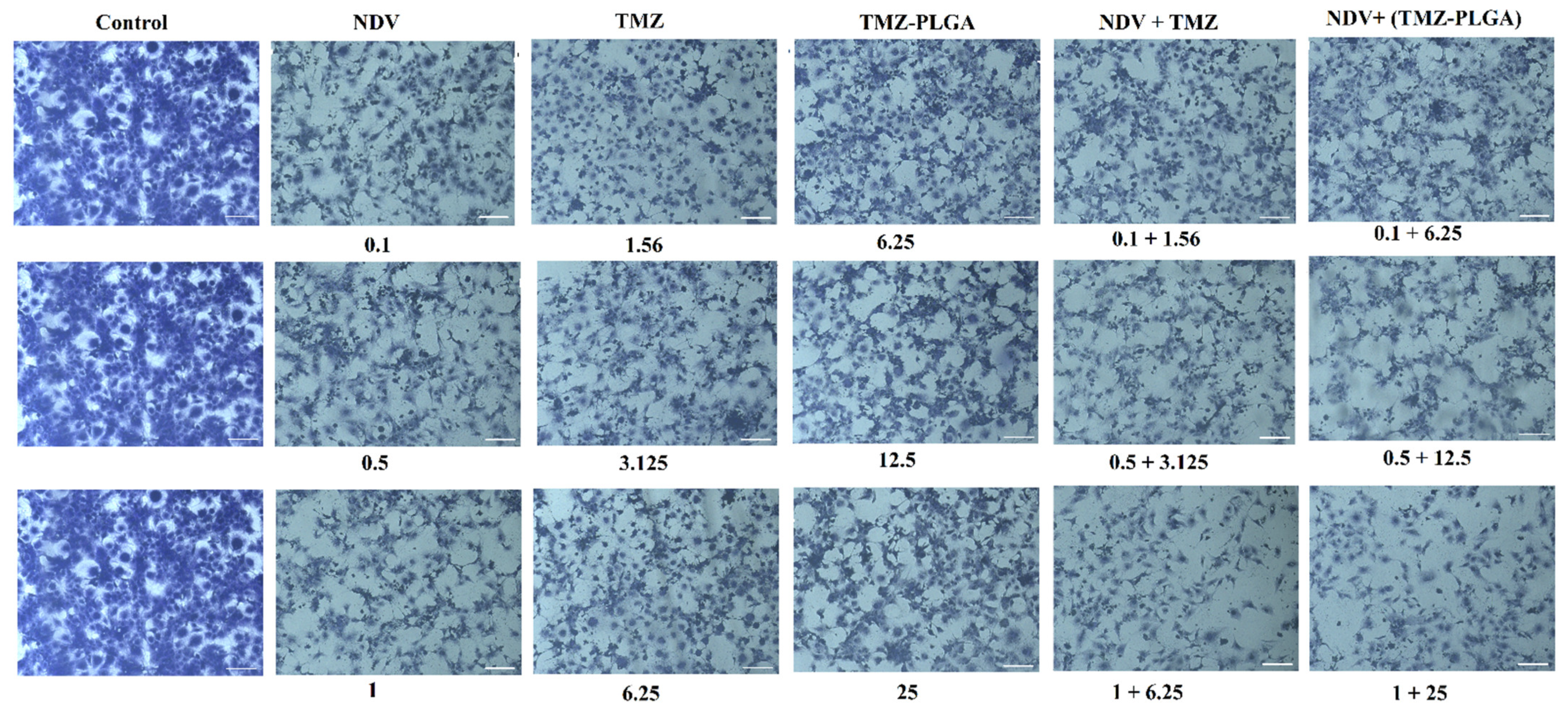 Molecules 27 05757 g013 Molecules 27 05757 g013