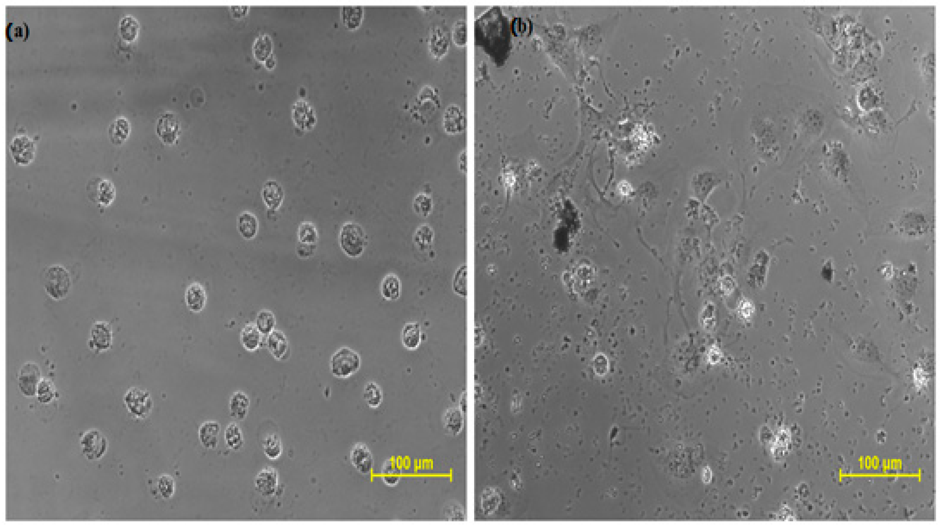 Molecules 27 05764 g005