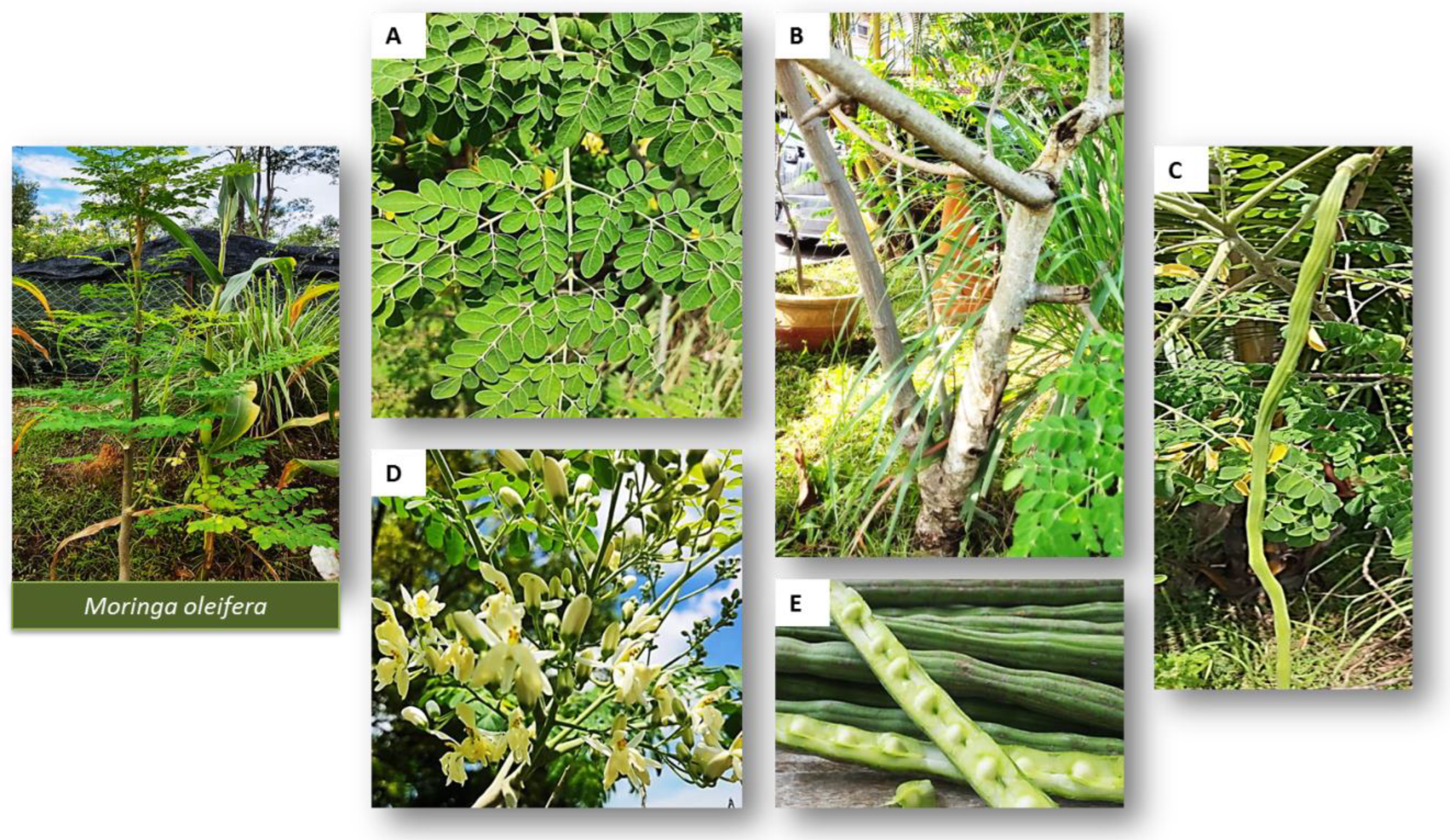 Molecules 27 05765 g003