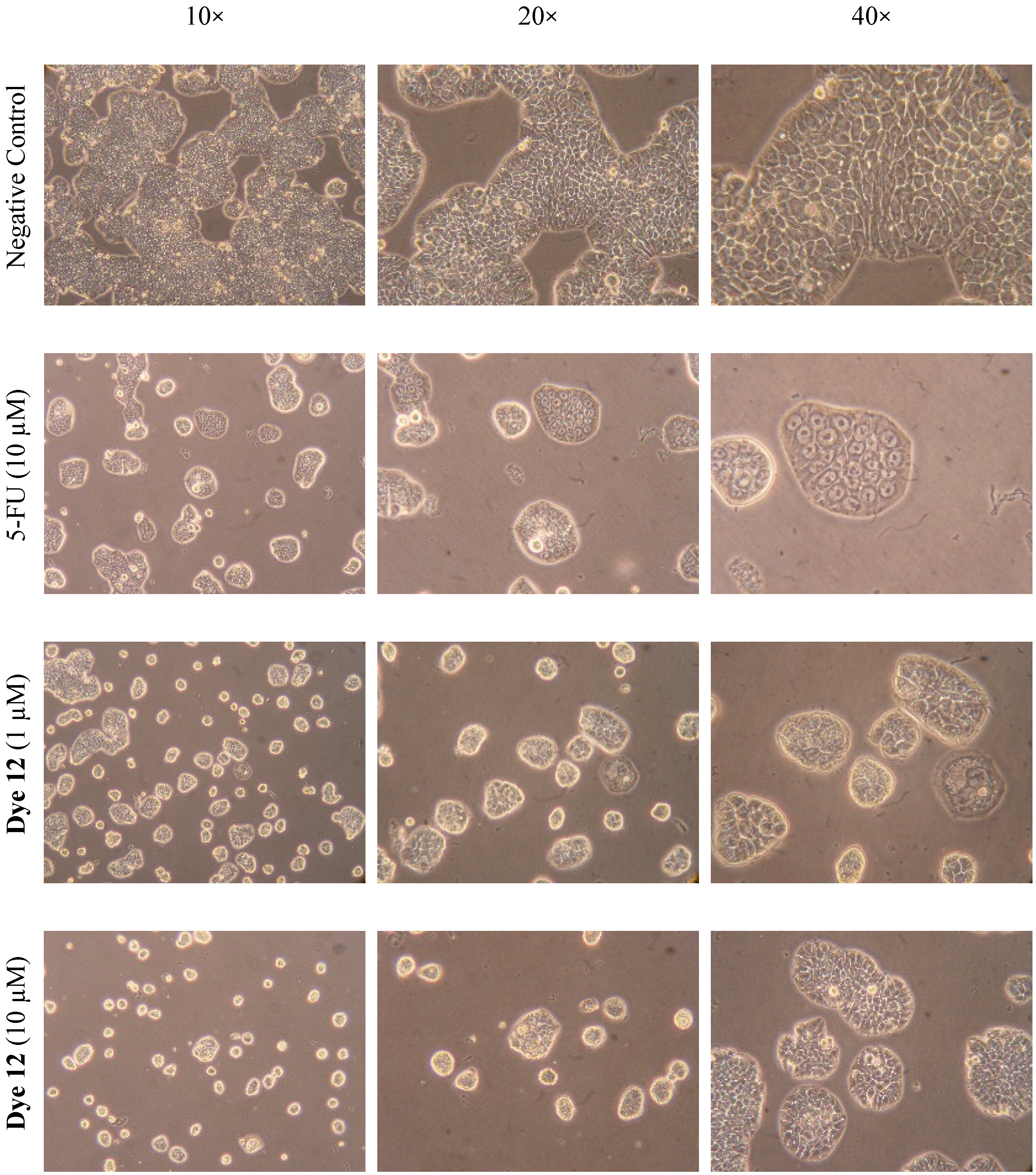 Molecules 27 05779 g006