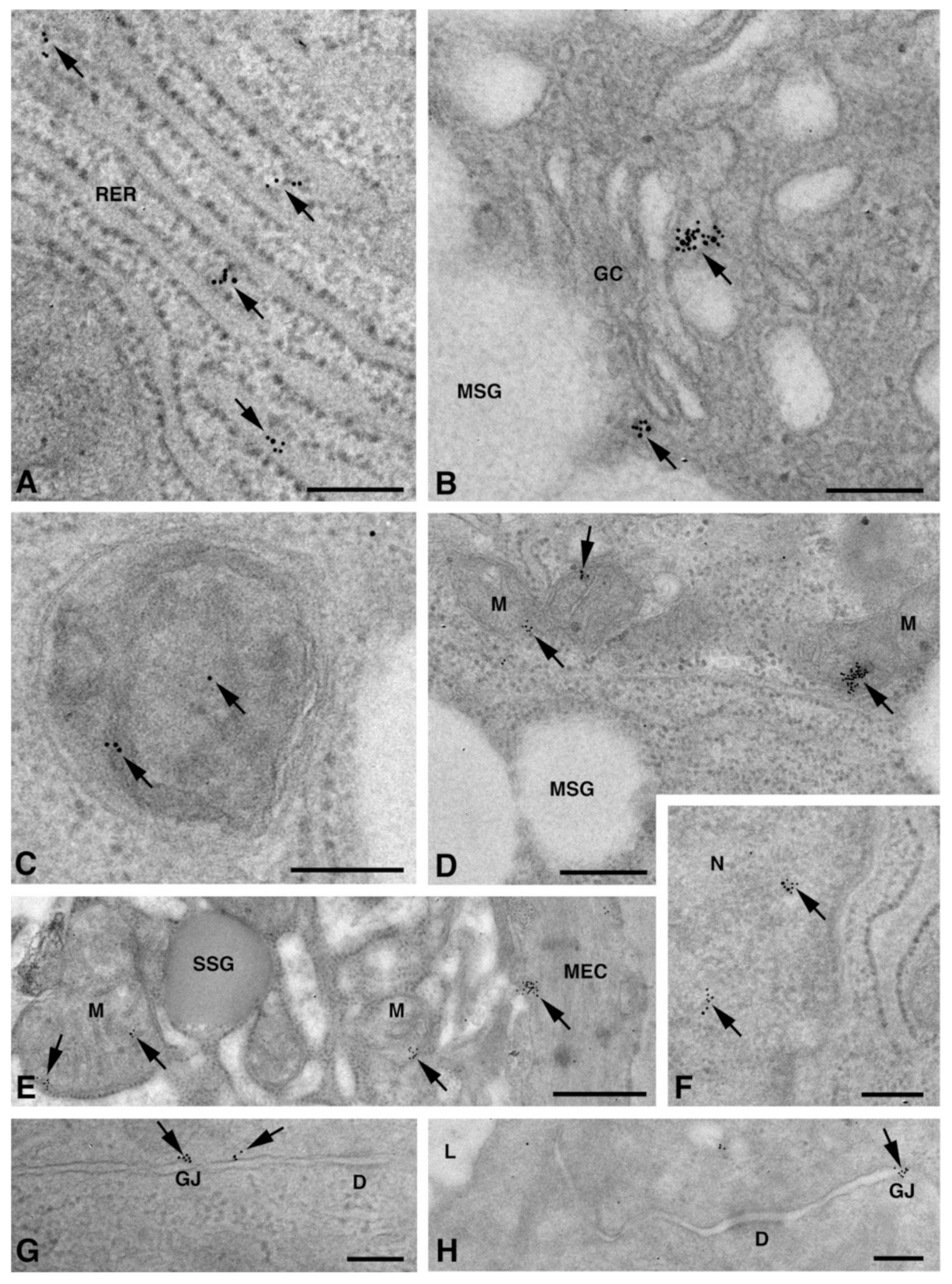 Molecules 27 05926 g003