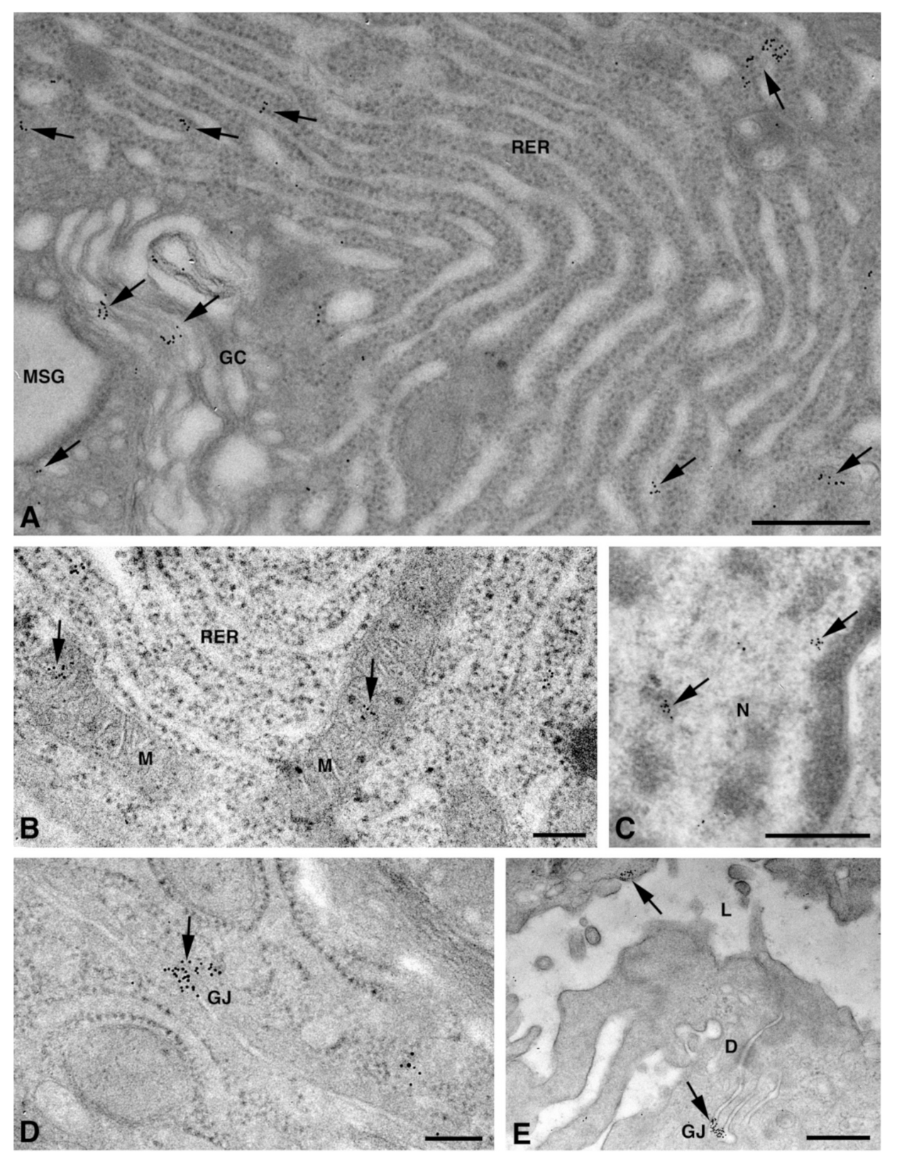 Molecules 27 05926 g004