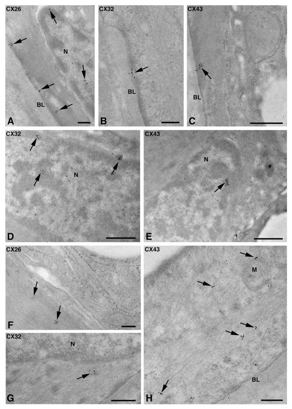 Molecules 27 05926 g006