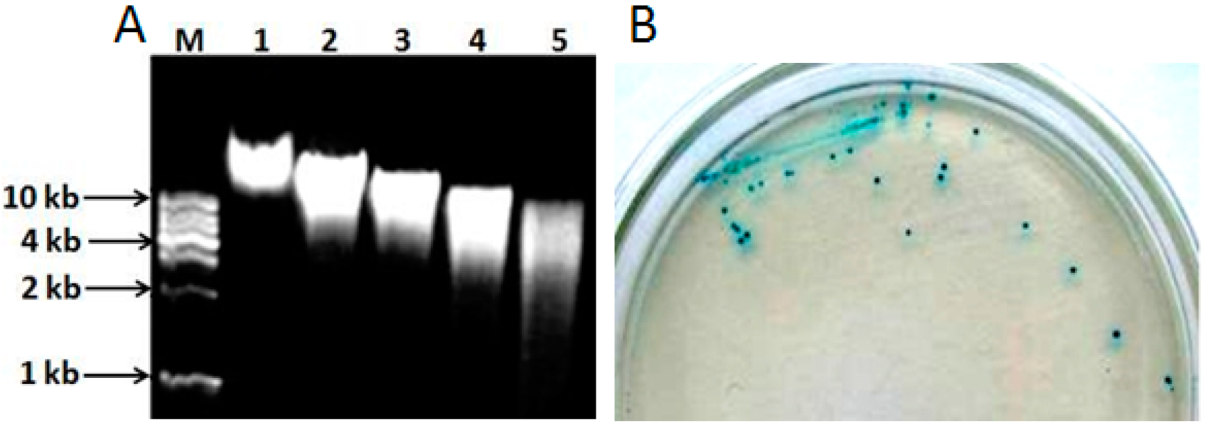 Molecules 27 05942 g006