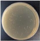 Molecules 27 05953 i002