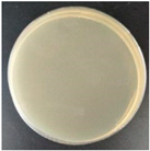 Molecules 27 05953 i006