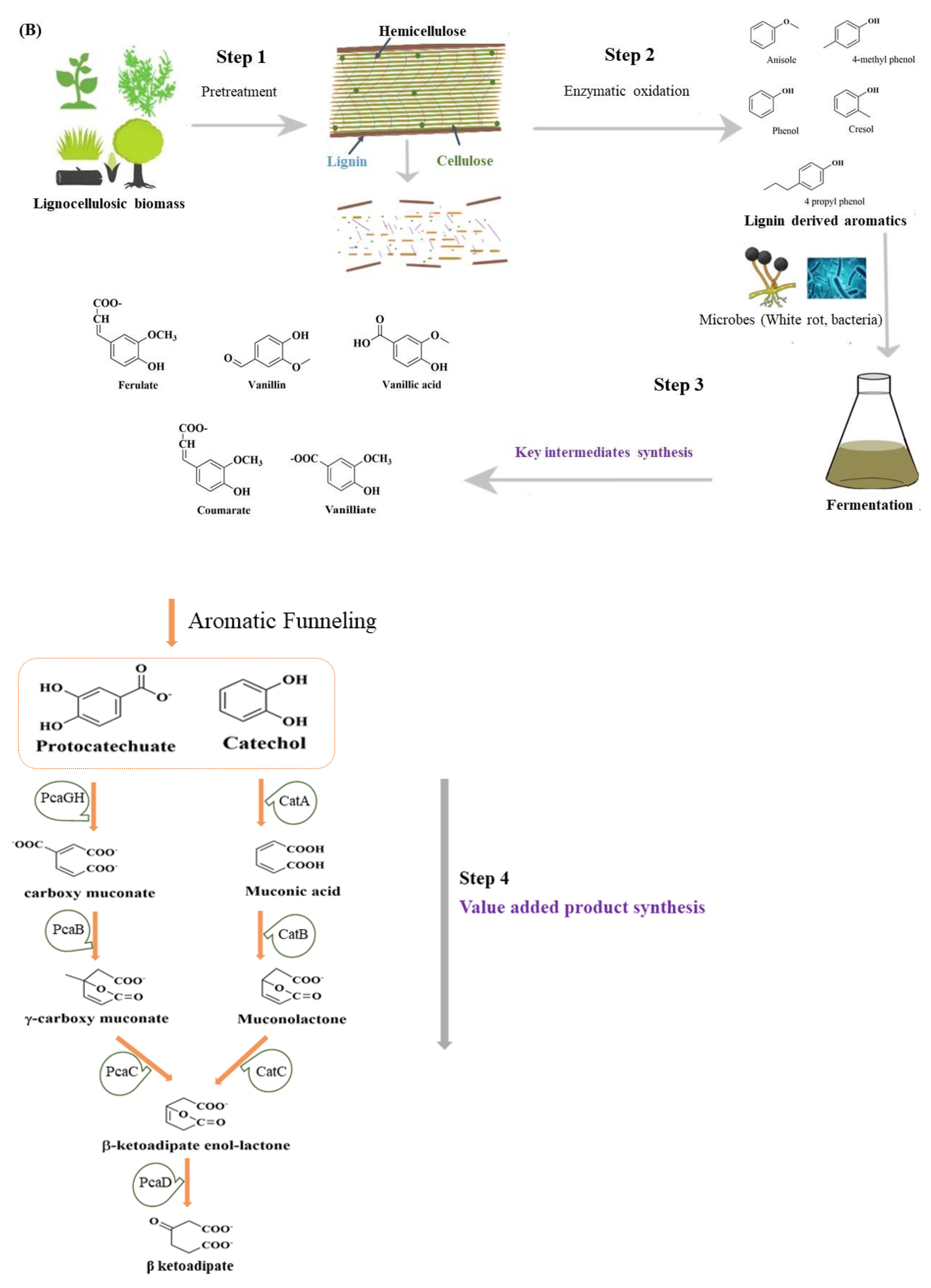 Molecules 27 06055 g001b
