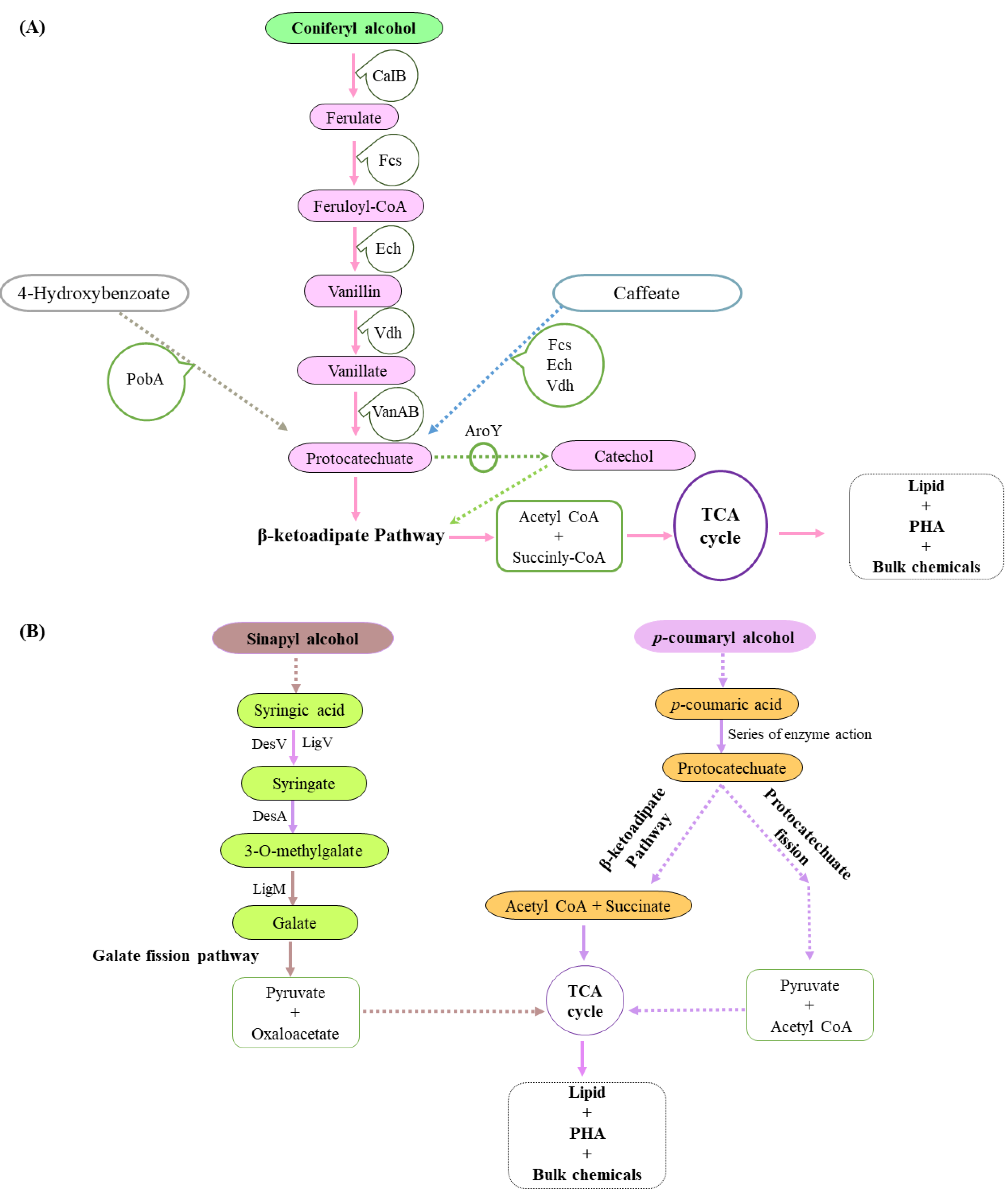 Molecules 27 06055 g006