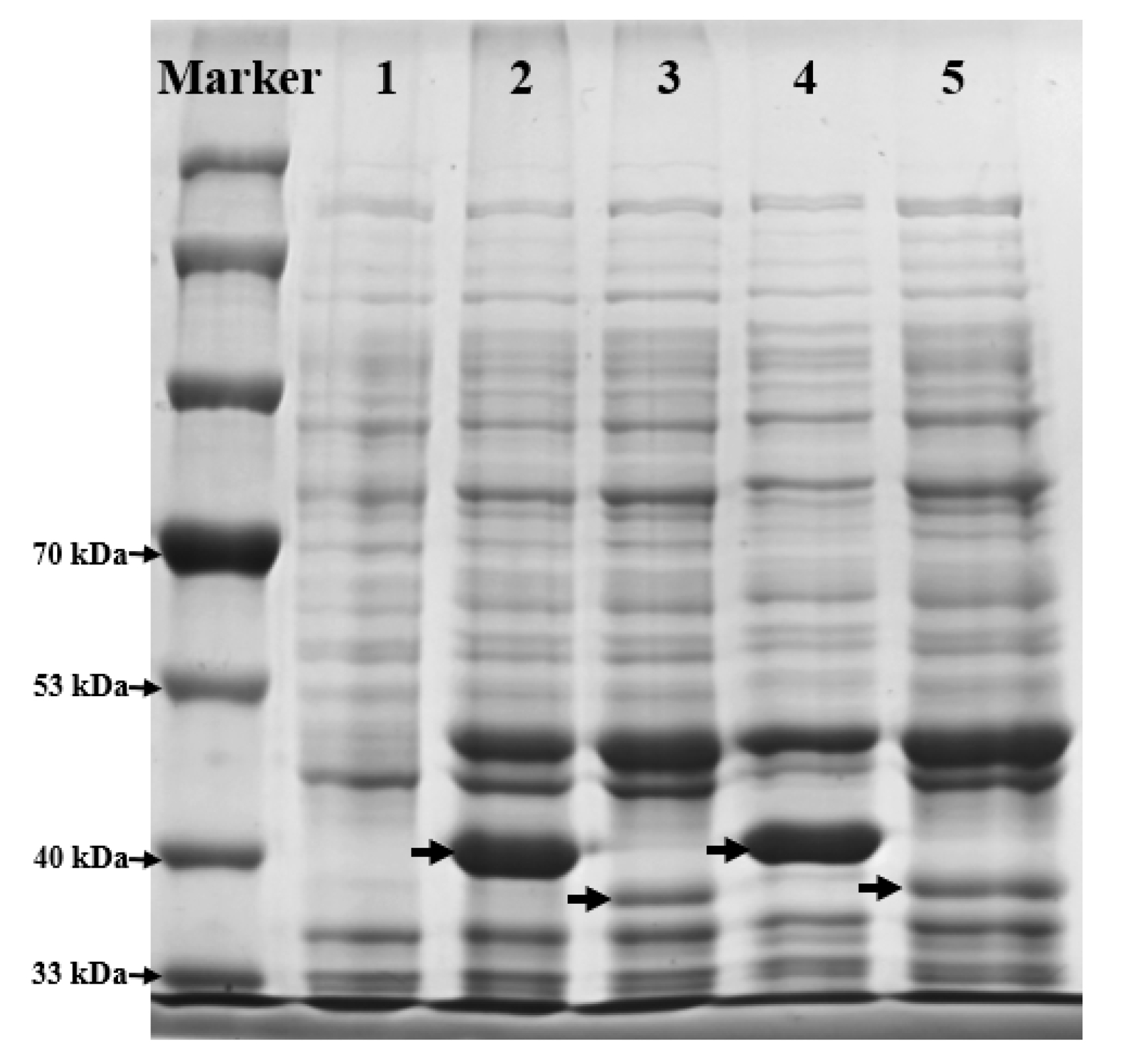 Molecules 27 06088 g005