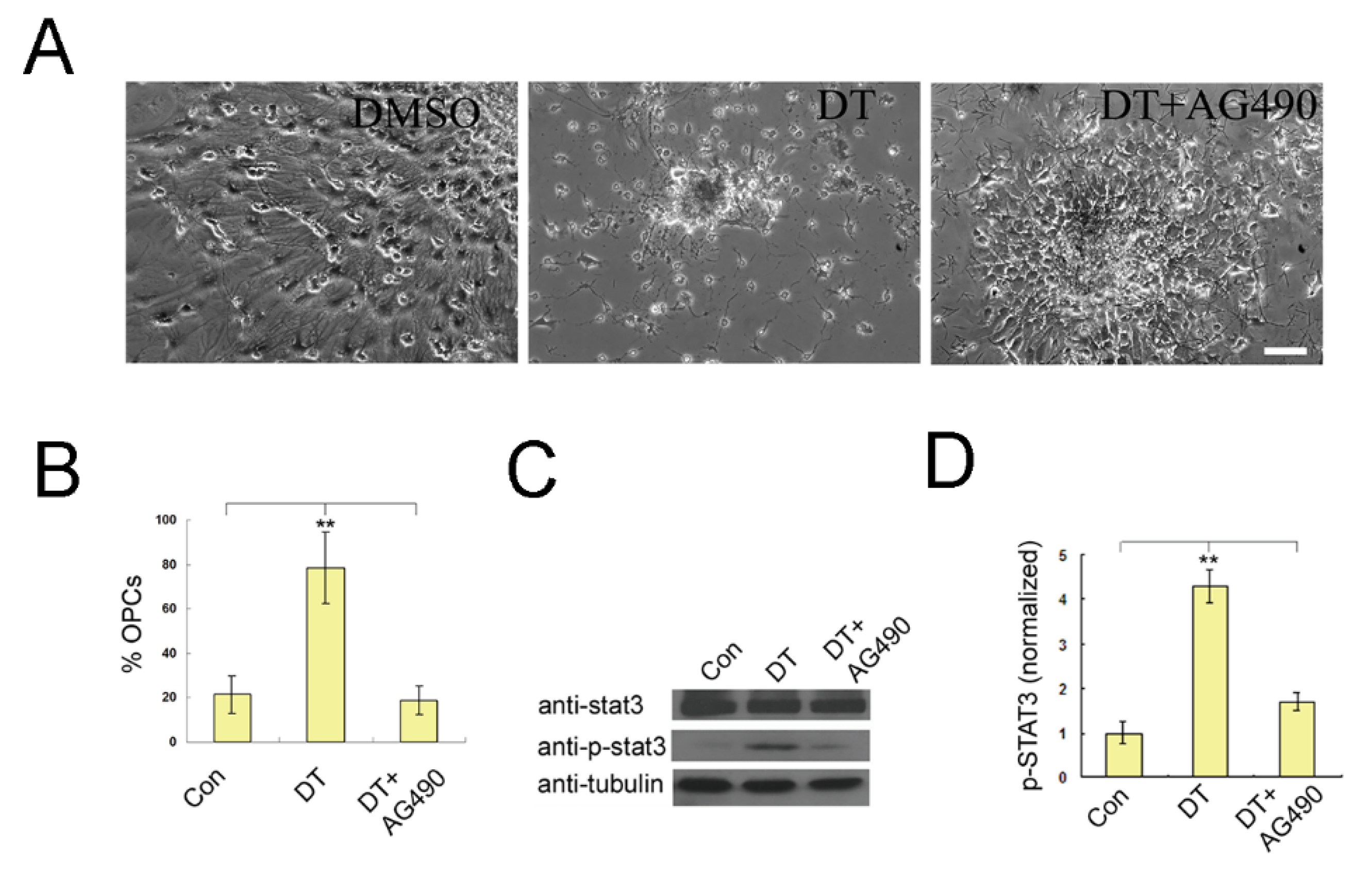 Molecules 27 06105 g006