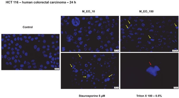Molecules 27 06106 g003