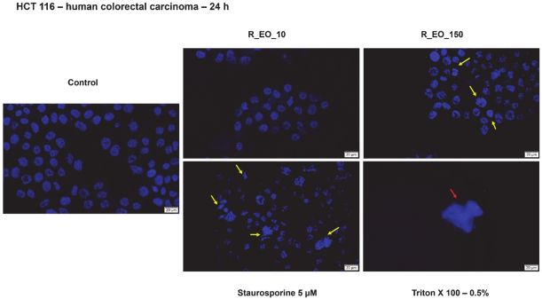 Molecules 27 06106 g008