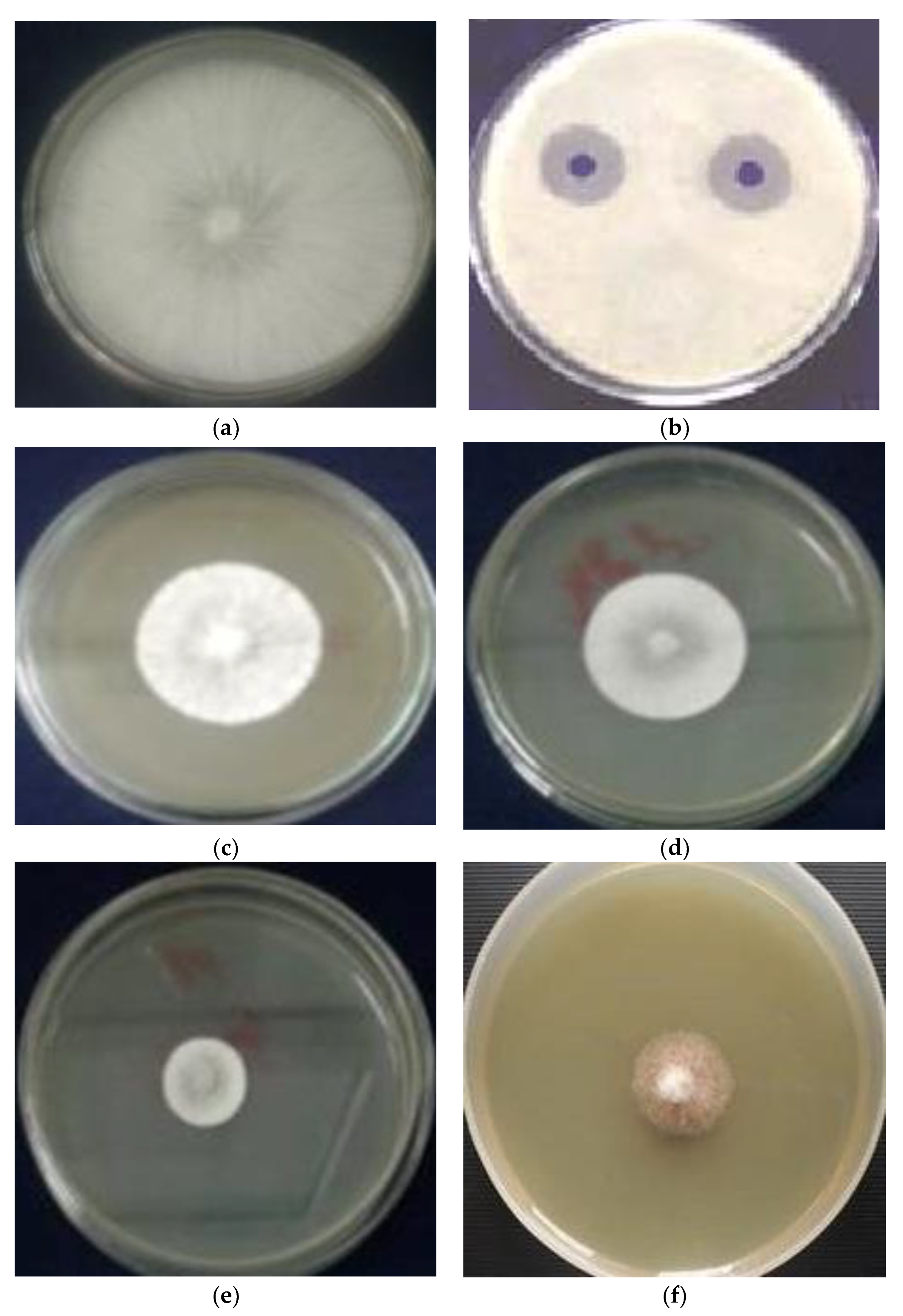 Molecules 27 06114 g005