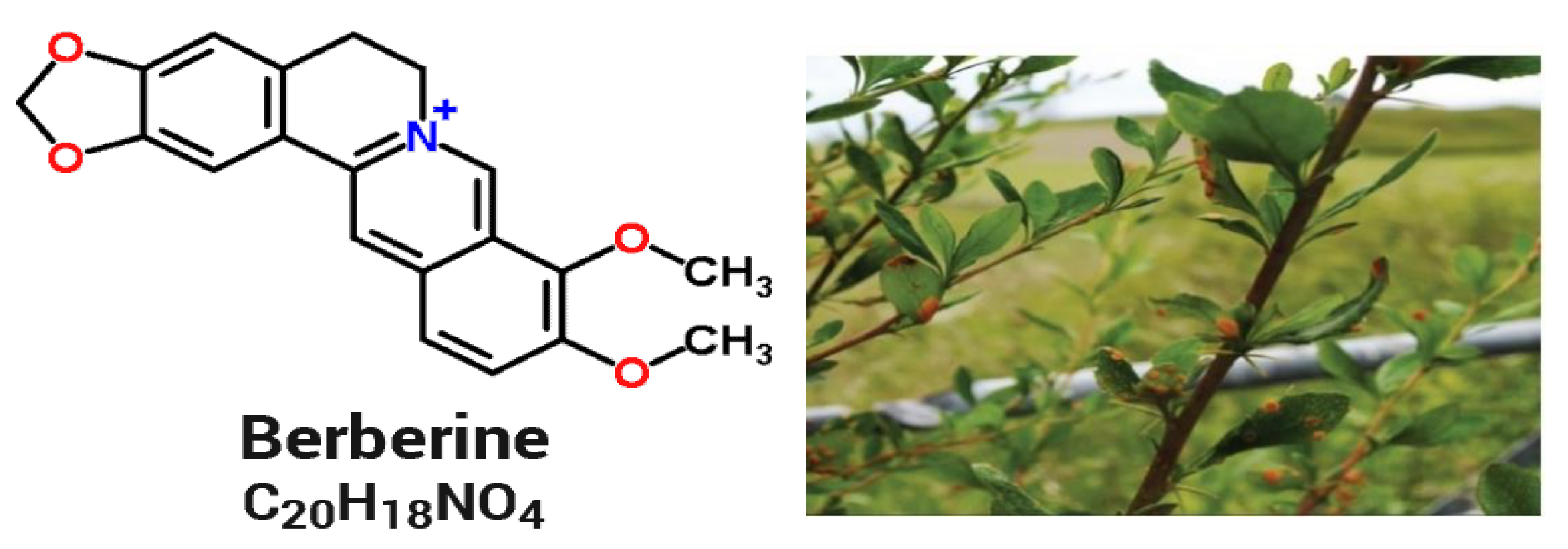 Molecules 27 06114 g006