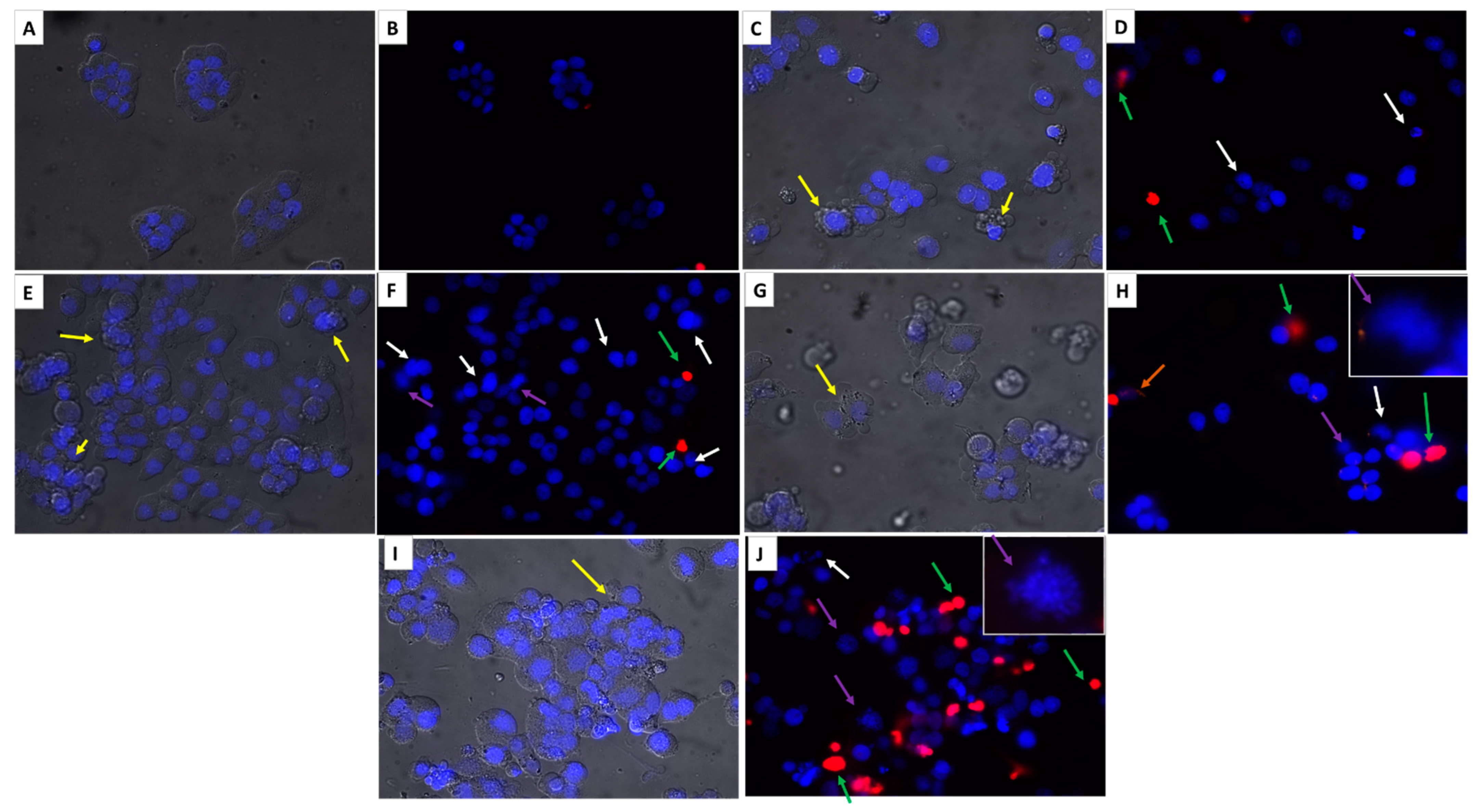 Molecules 27 06219 g012